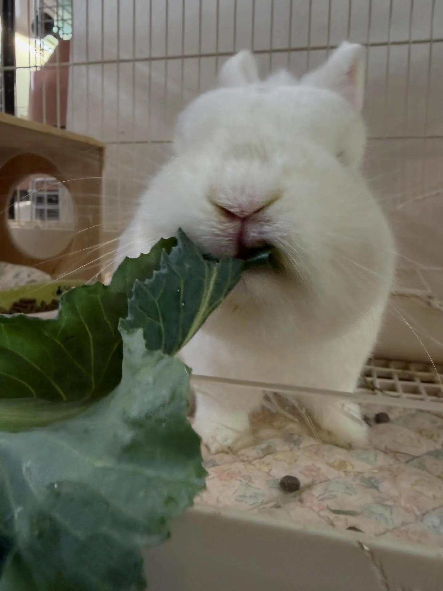 ⭐︎生葉っぱ⭐︎