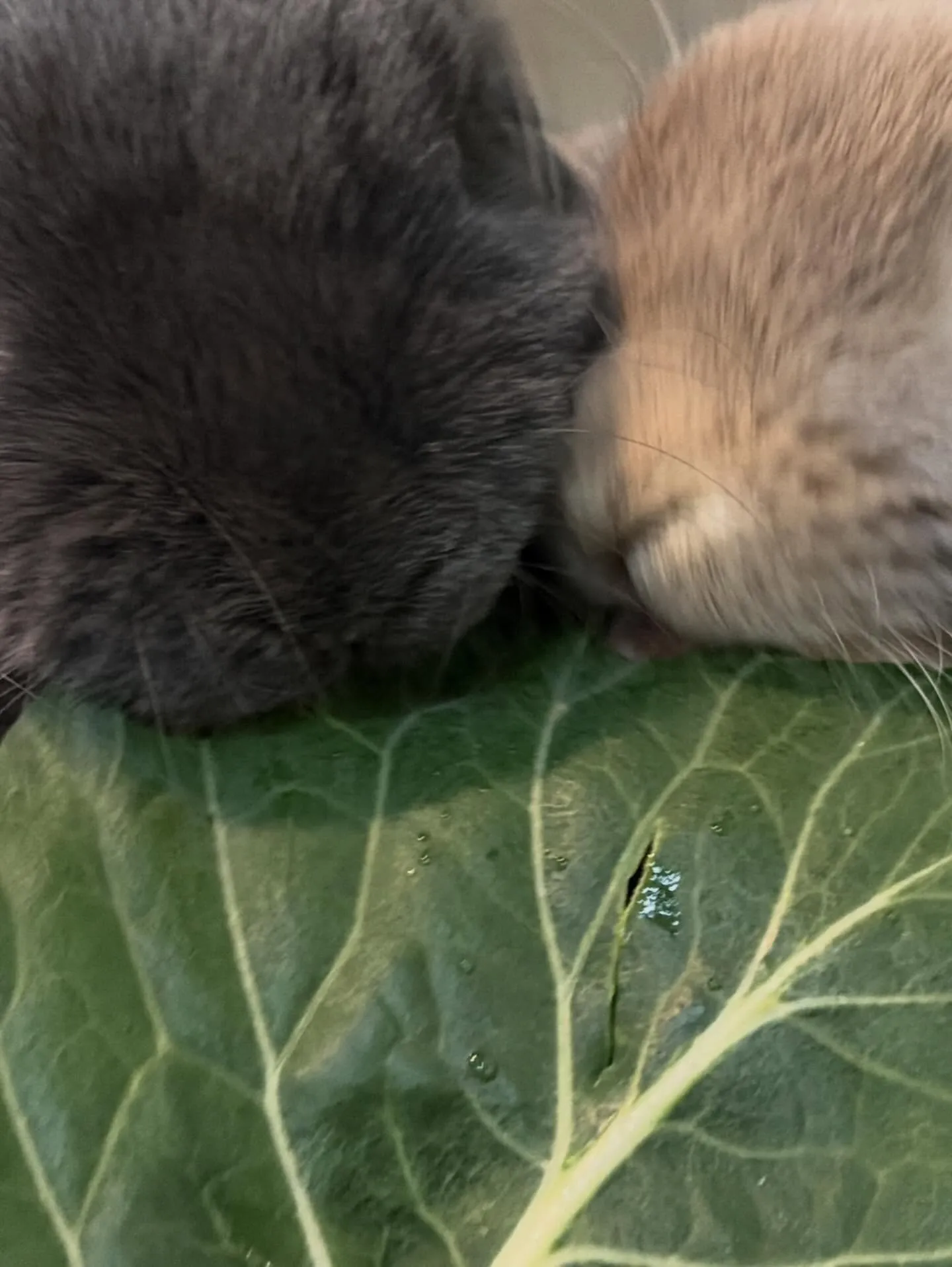 ⭐︎生葉っぱ⭐︎