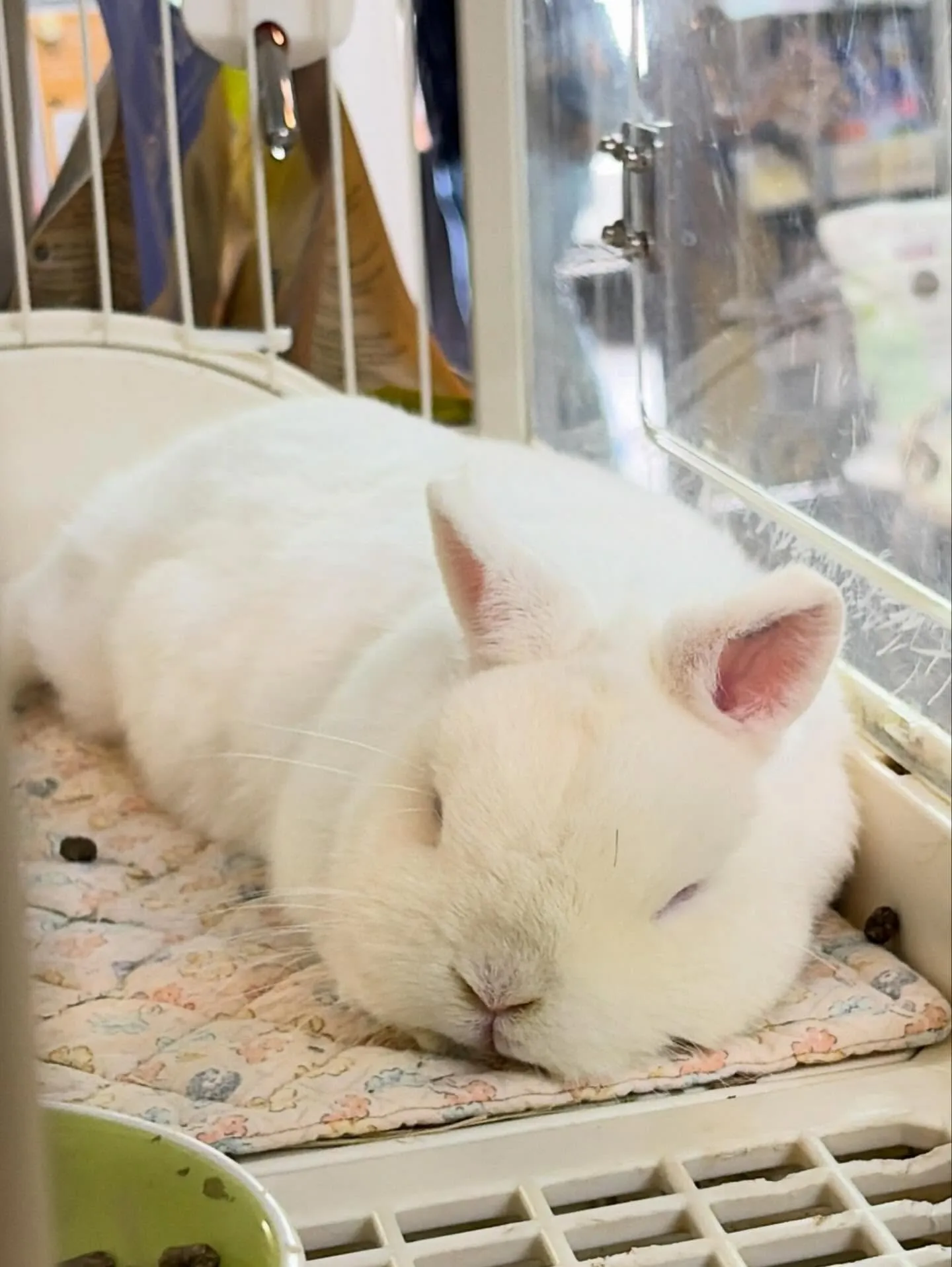 ⭐︎生葉っぱ⭐︎