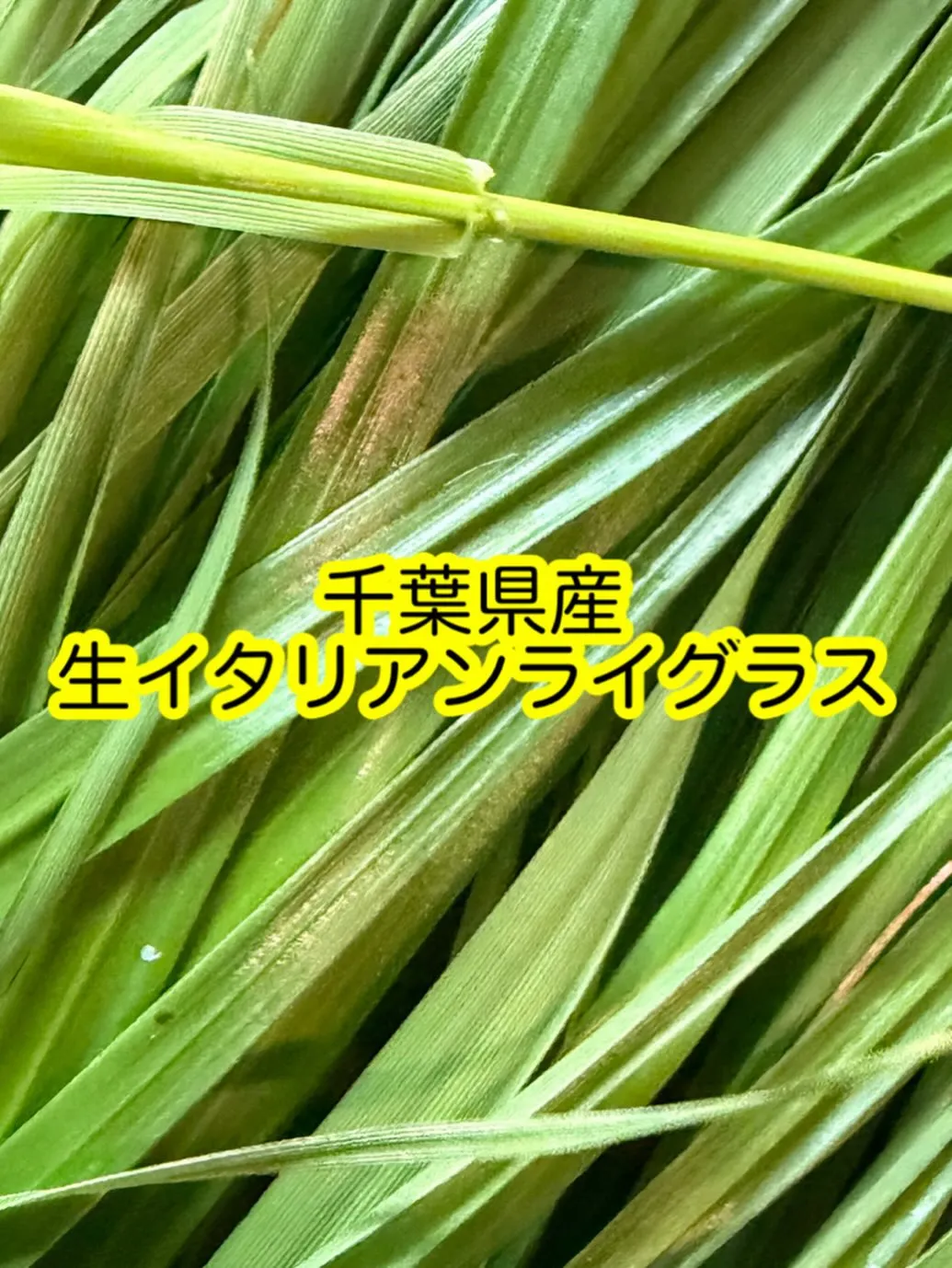 ⭐︎毎週木曜入荷⭐︎