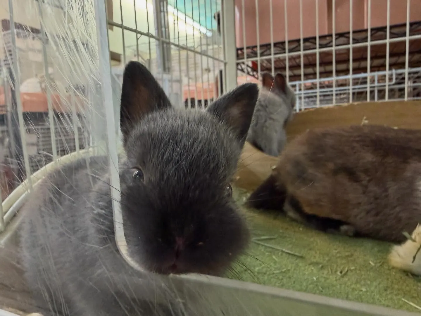 ⭐︎生後1ヶ月⭐︎