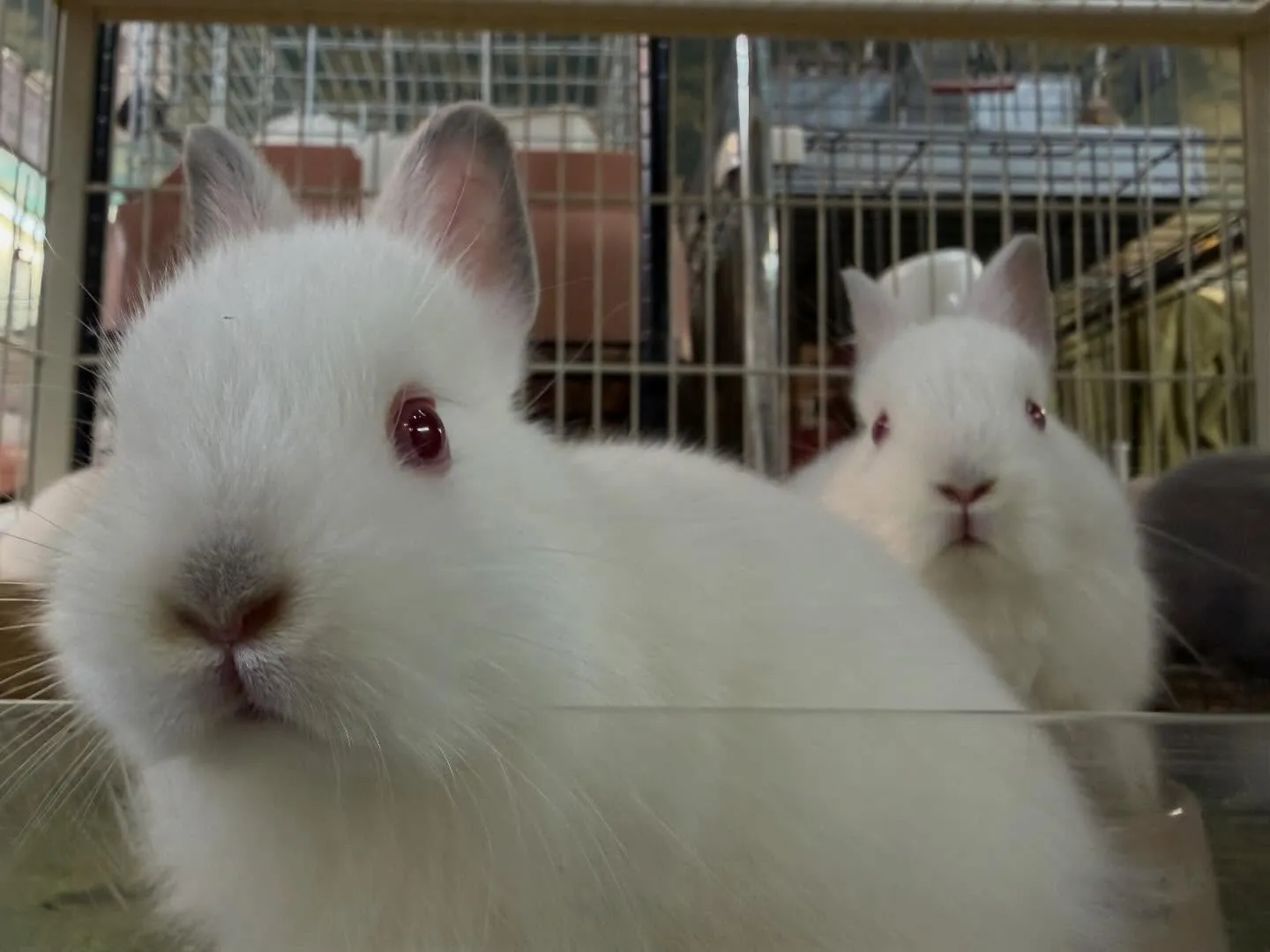 ⭐︎生後1ヶ月⭐︎