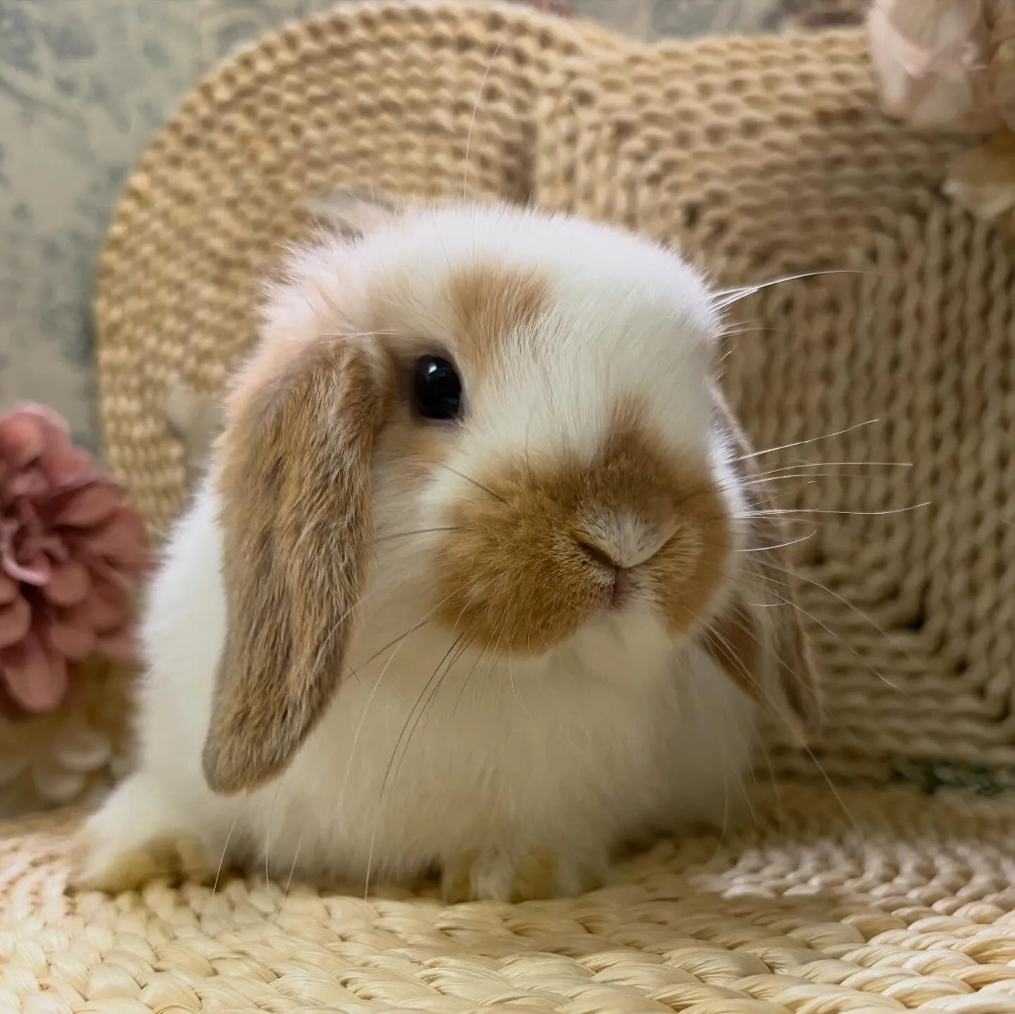 ⭐︎子うさぎ情報⭐︎