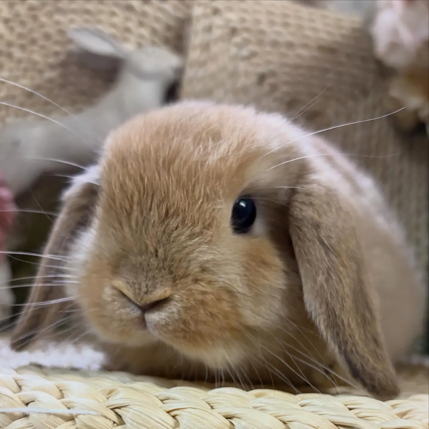 ⭐︎子うさぎ情報⭐︎
