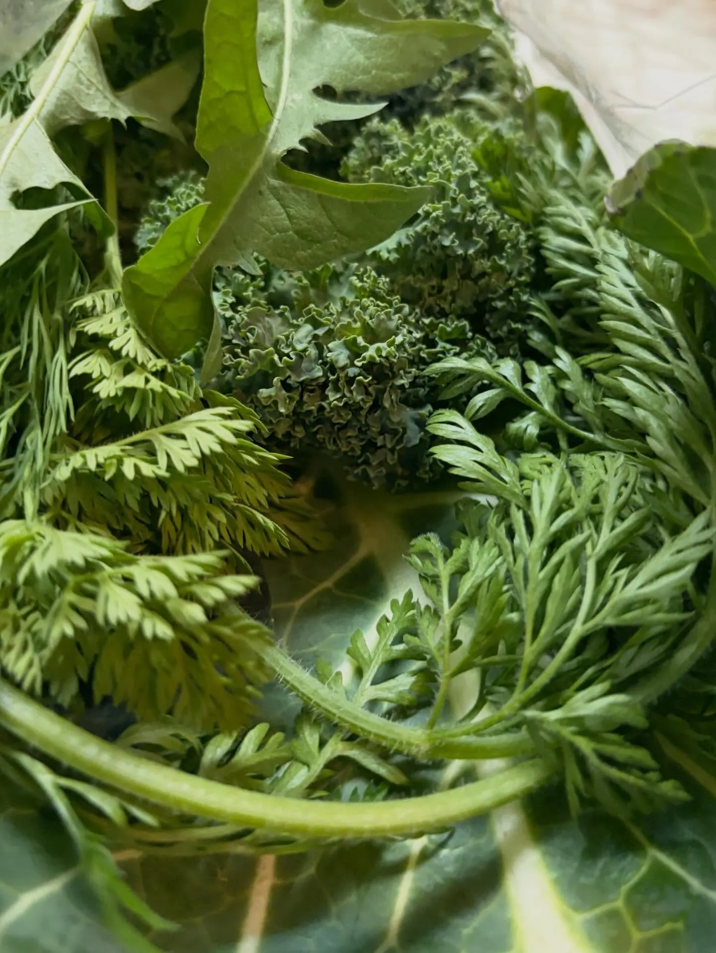 ⭐︎ラキテ葉っぱ⭐︎