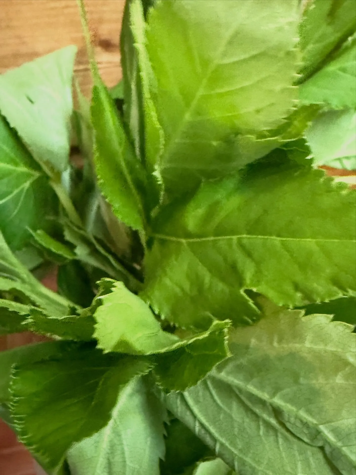 ⭐︎ラキテ葉っぱ⭐︎