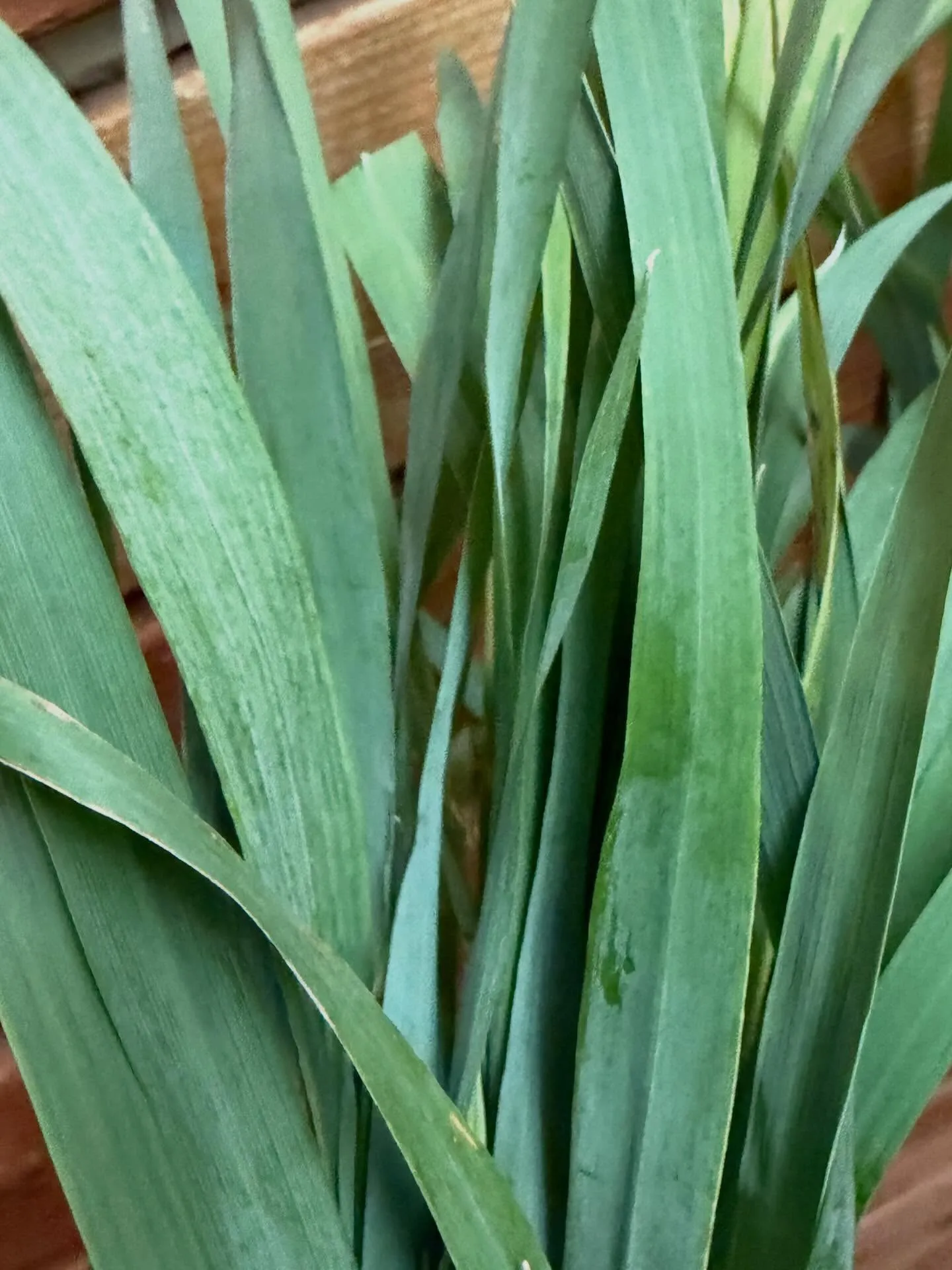 ⭐︎ラキテ葉っぱ⭐︎