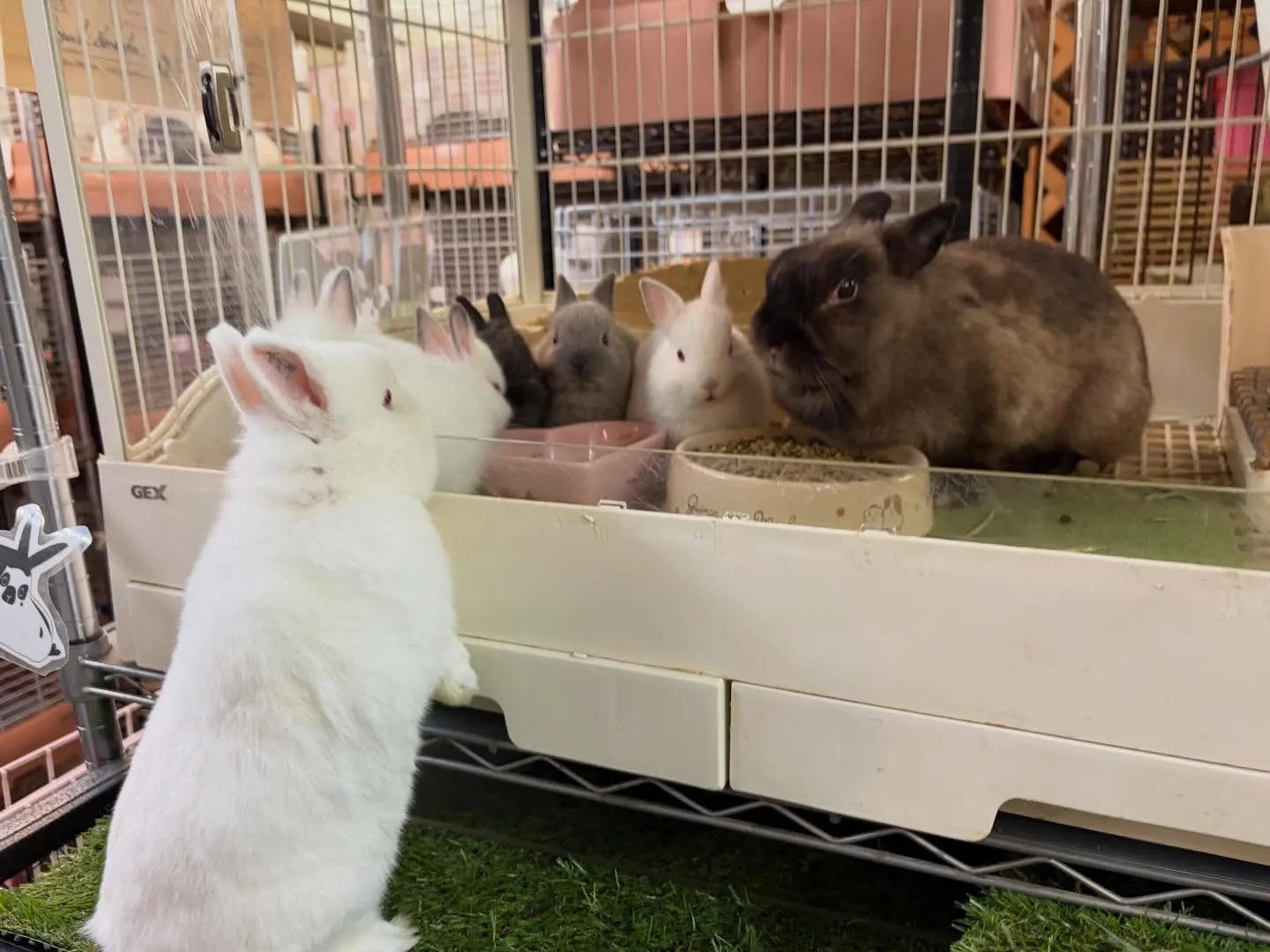 ⭐︎かぶらファミリー⭐︎