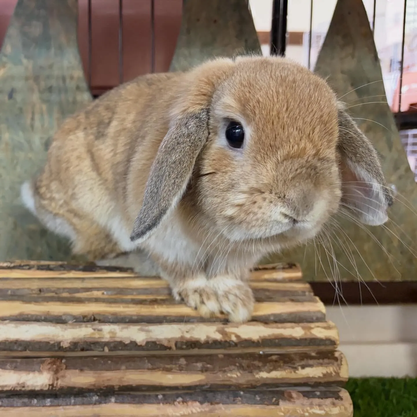 ⭐︎トンネル⭐︎