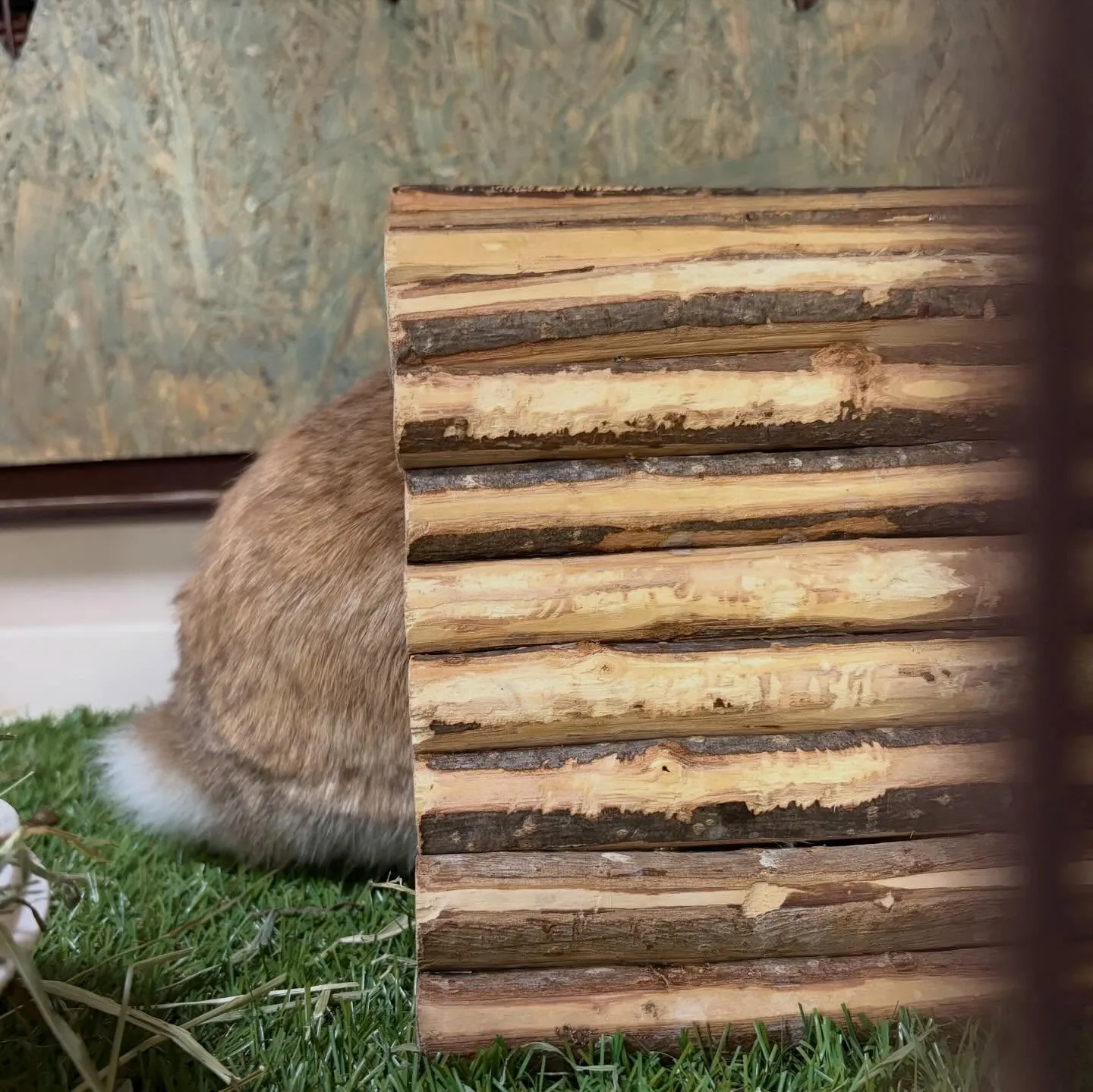 ⭐︎トンネル⭐︎