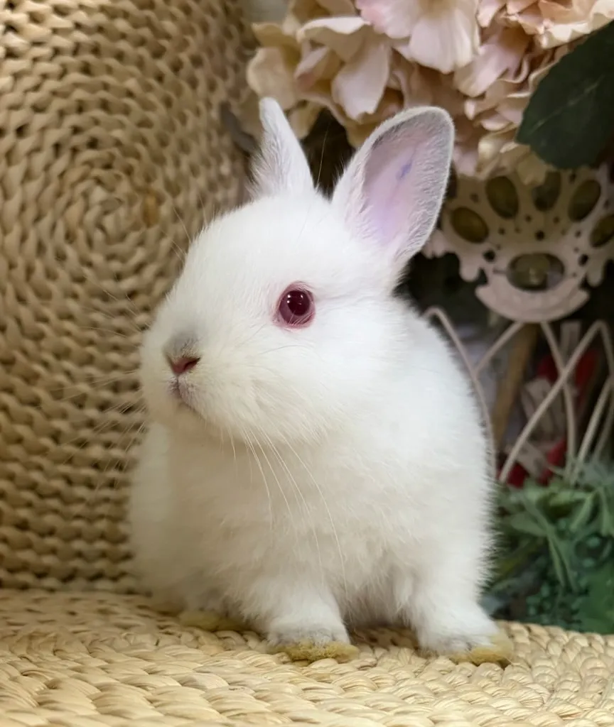 ☆予約済☆ポーリッシュ(オランダ血統)