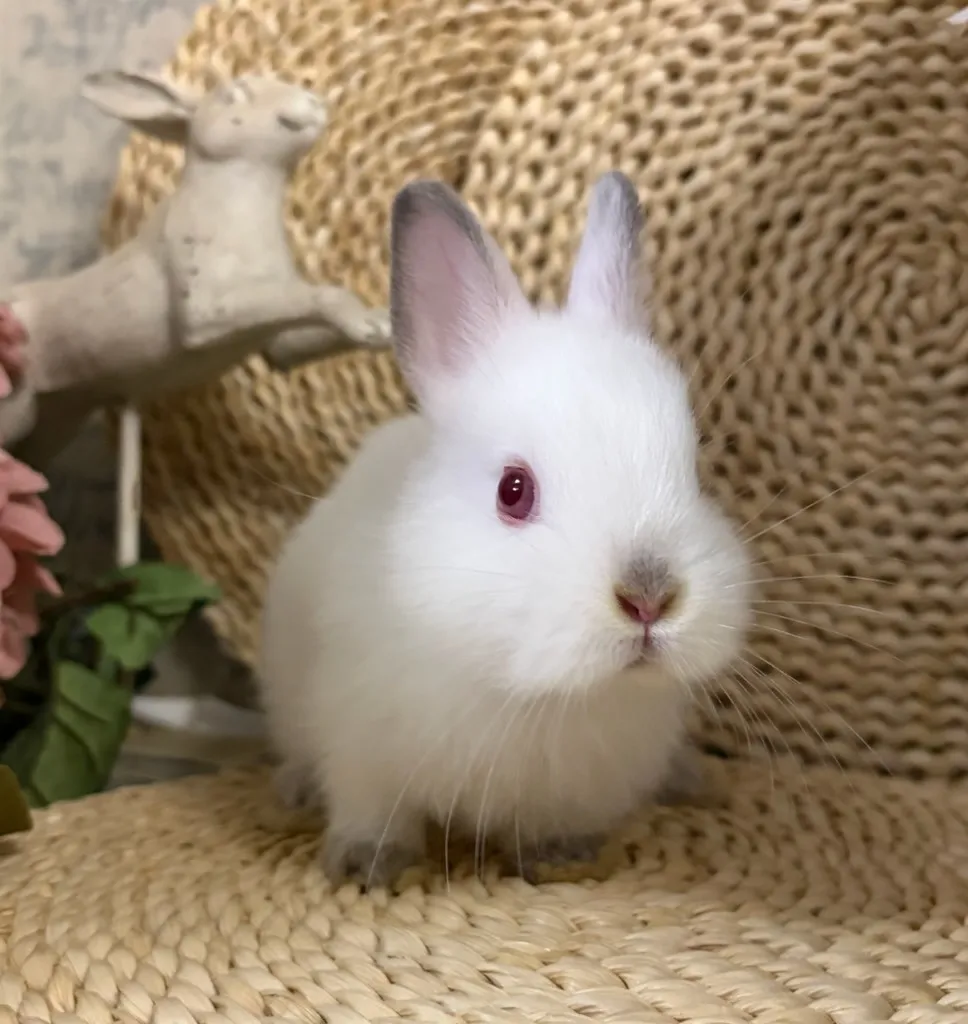 ポーリッシュ(オランダ血統)