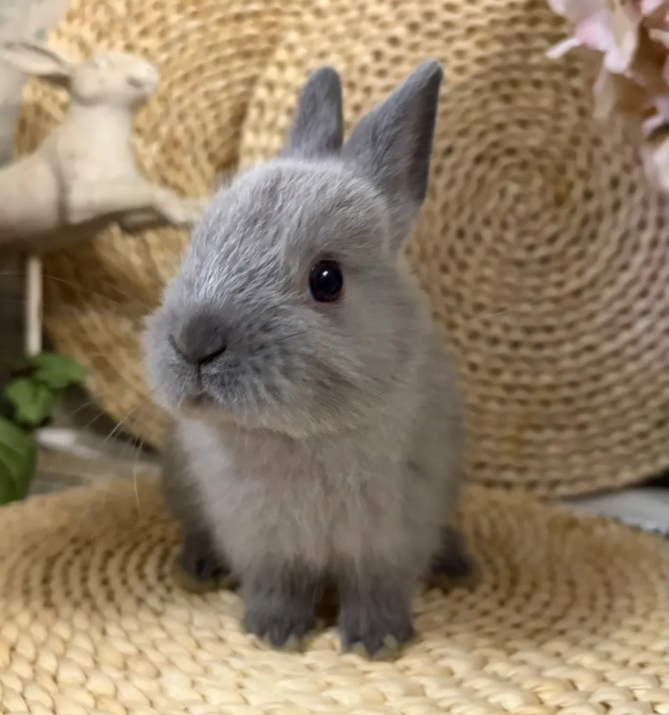 ポーリッシュ（オランダ血統）