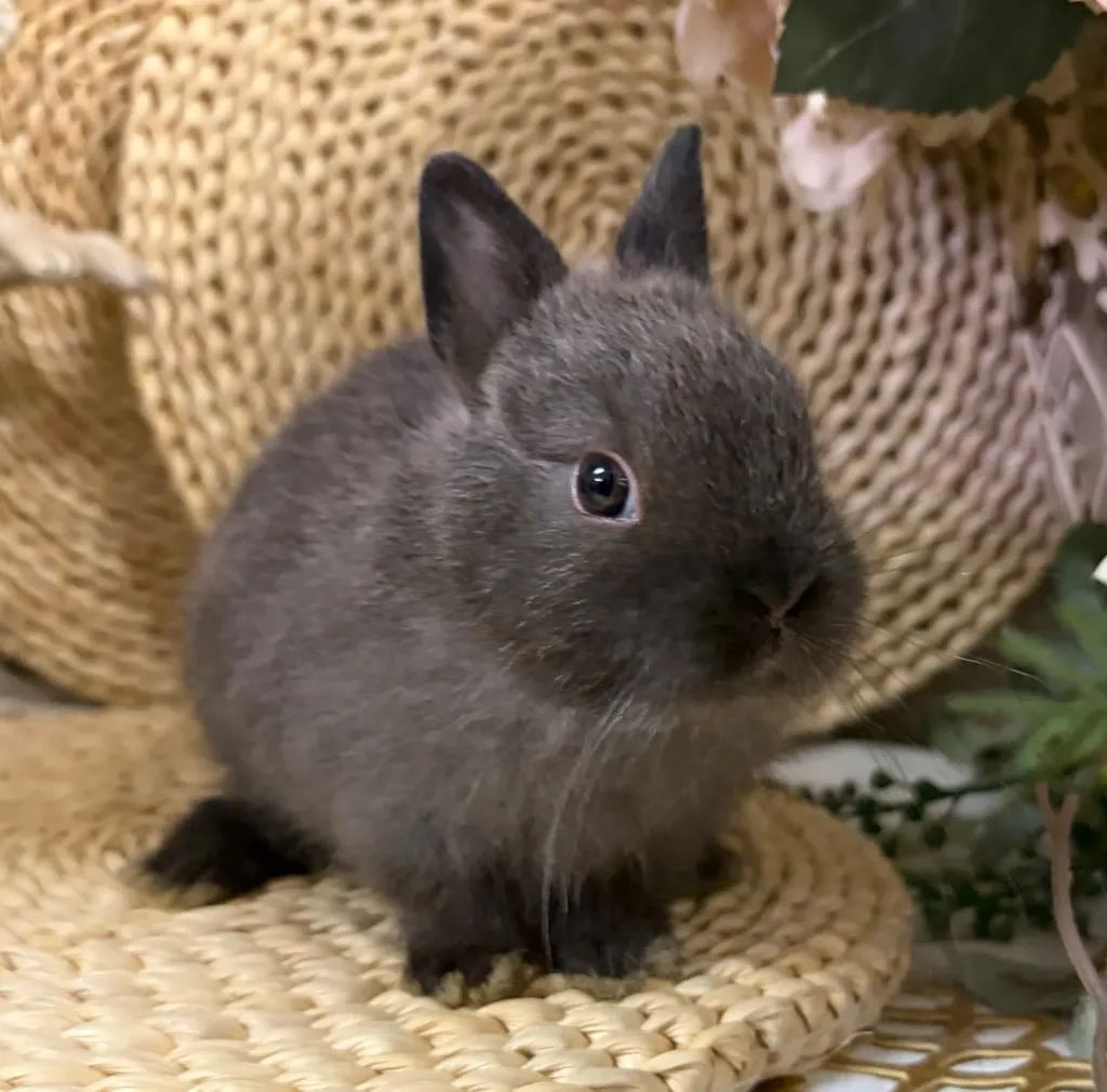 ☆成長観察中☆ポーリッシュ(オランダ血統)