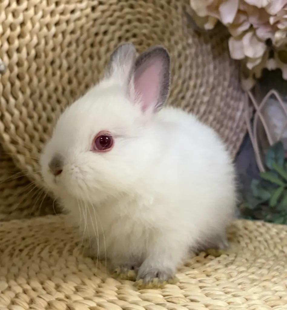 ポーリッシュ(オランダ血統)