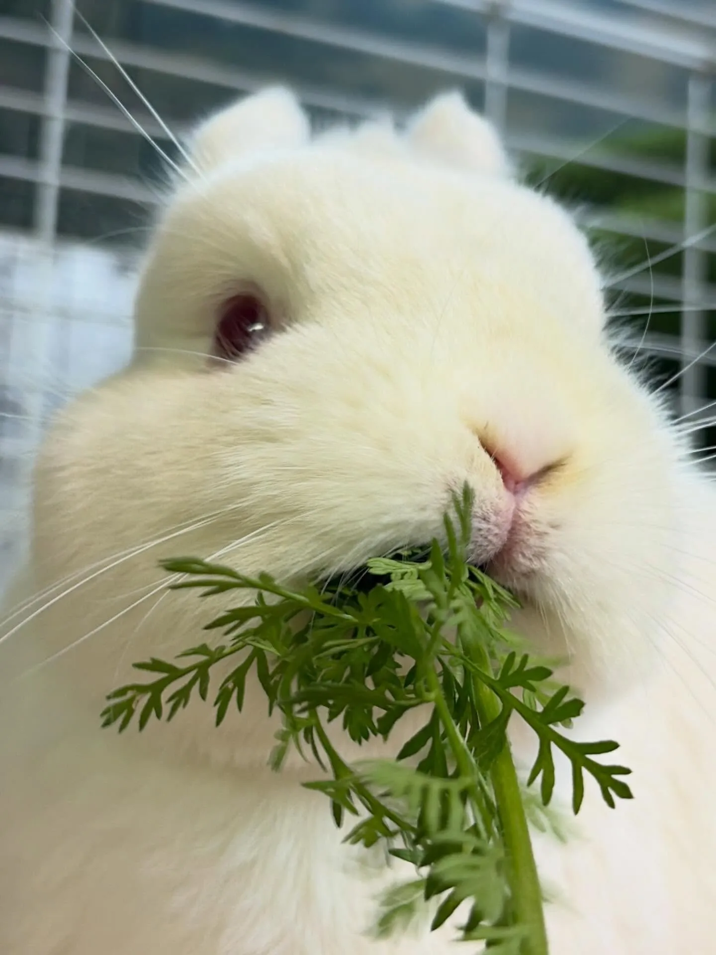 ⭐︎ラキテ葉っぱ⭐︎