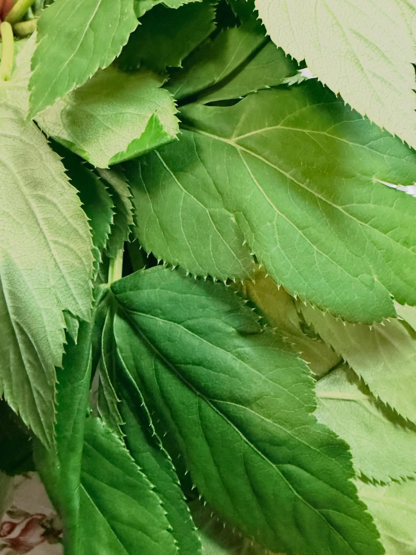 ⭐︎ラキテ葉っぱ⭐︎