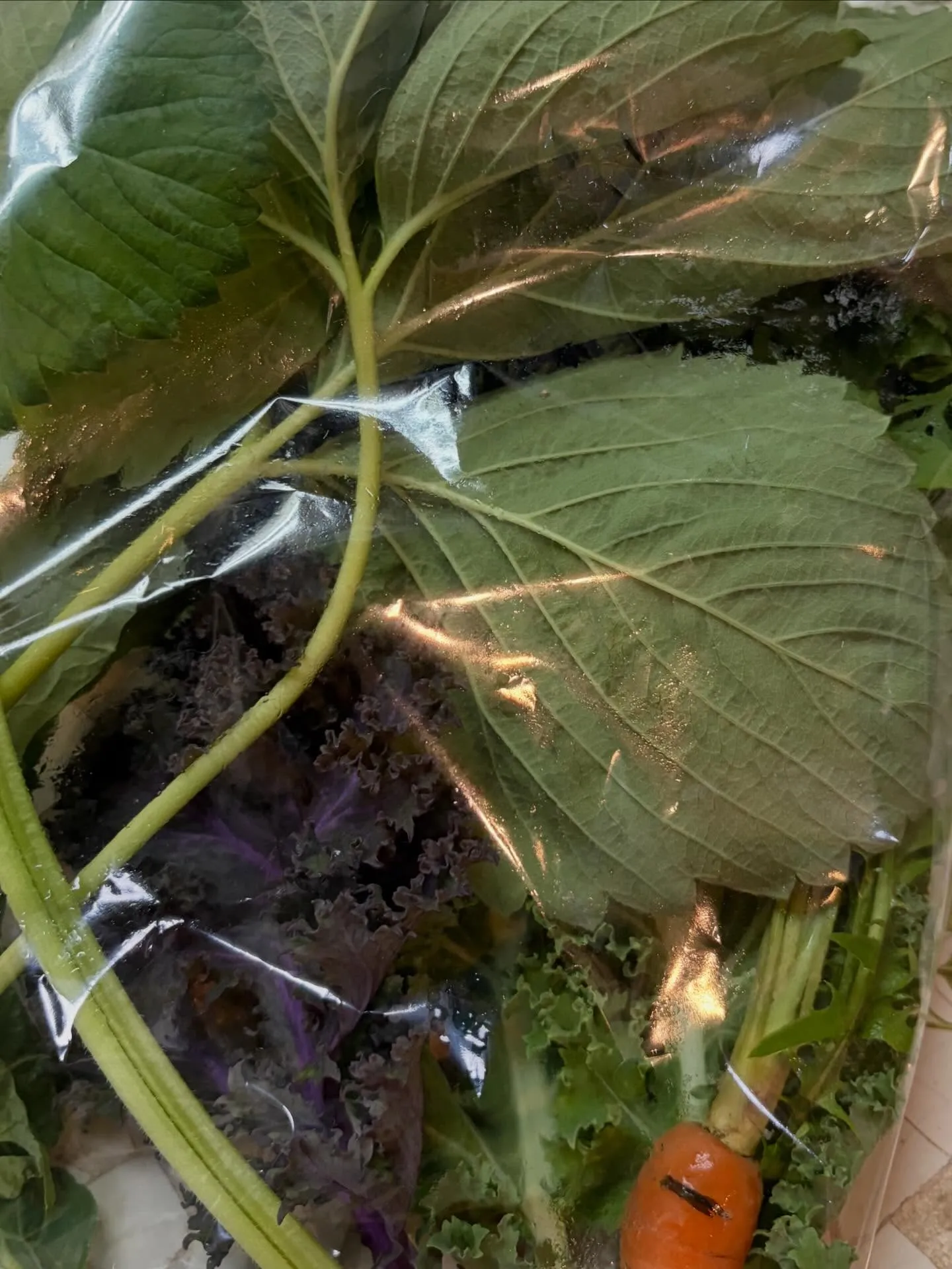 ⭐︎ラキテ葉っぱ⭐︎