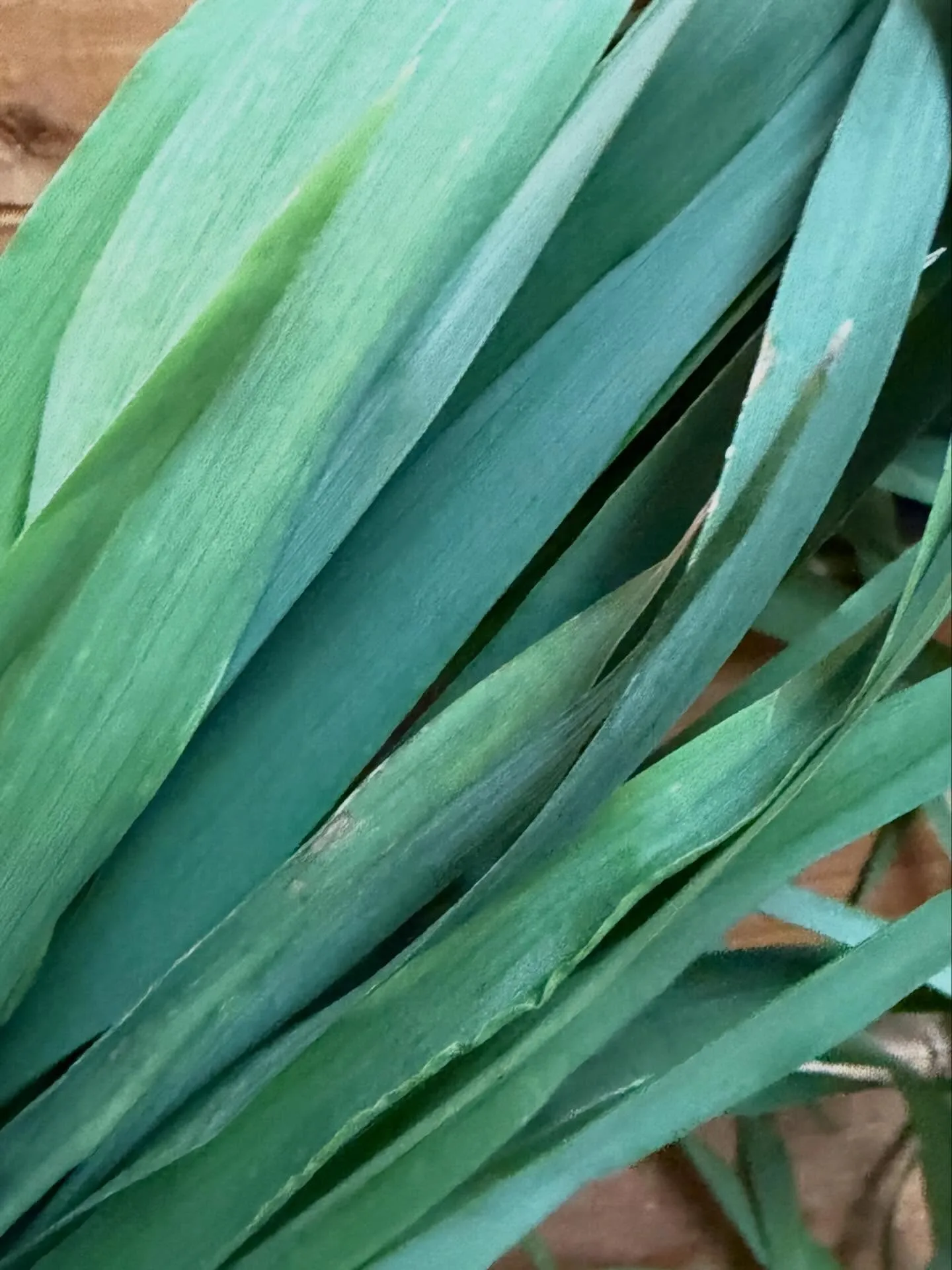 ⭐︎ラキテ葉っぱ⭐︎