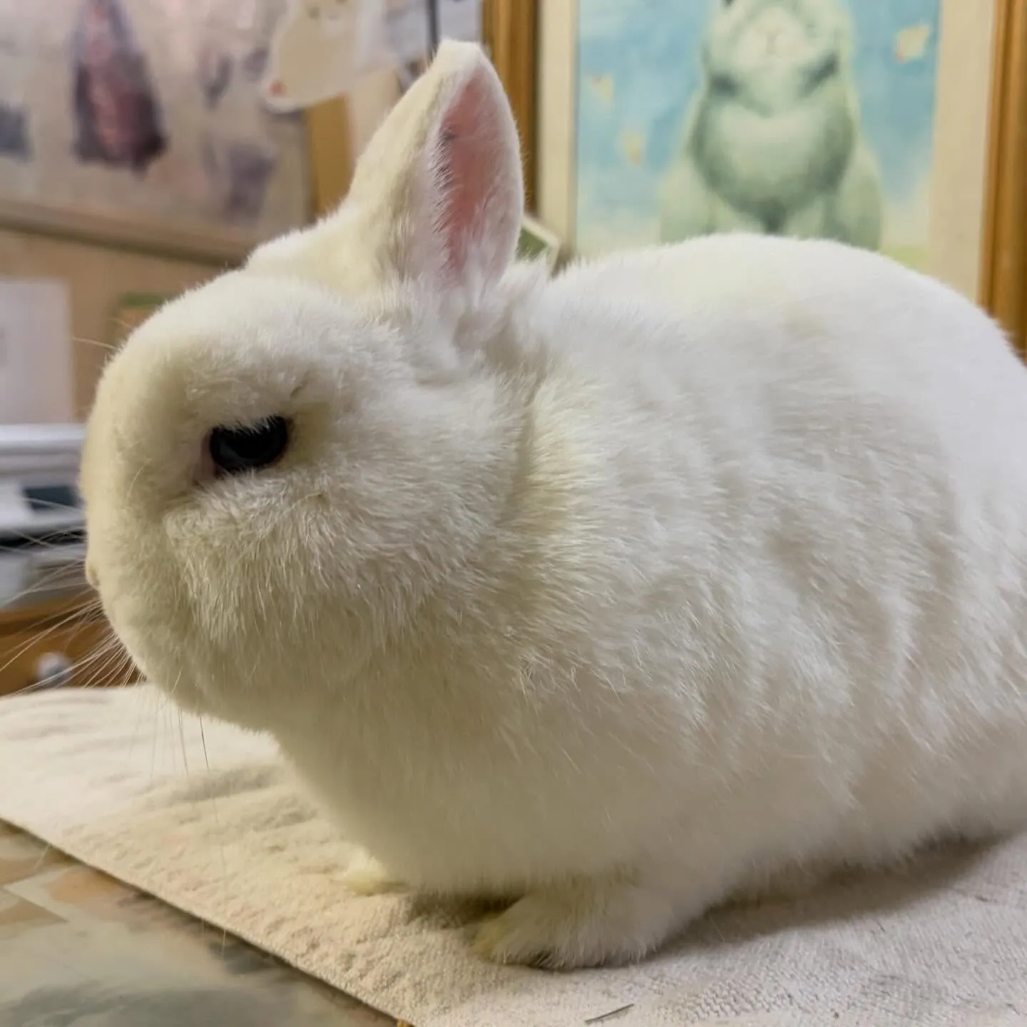 ⭐︎ブルーアイ⭐︎