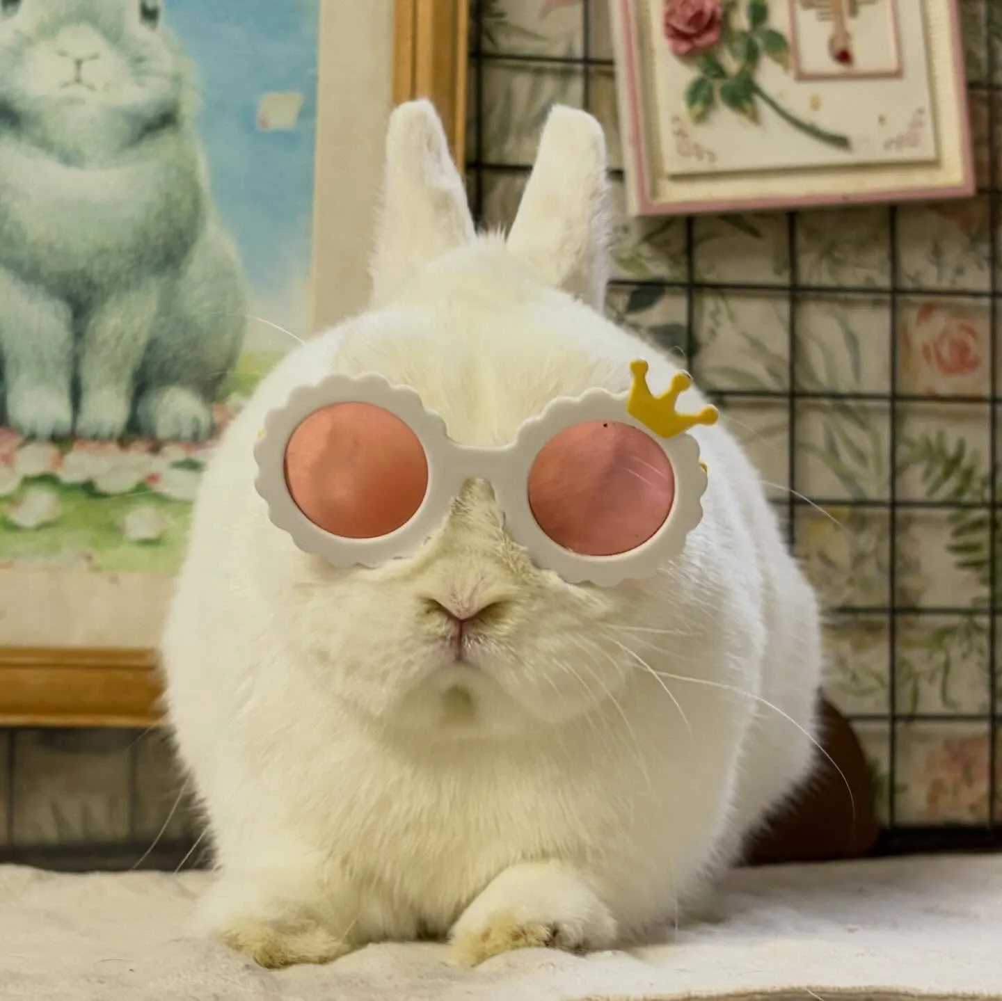 ⭐︎ブルーアイ⭐︎