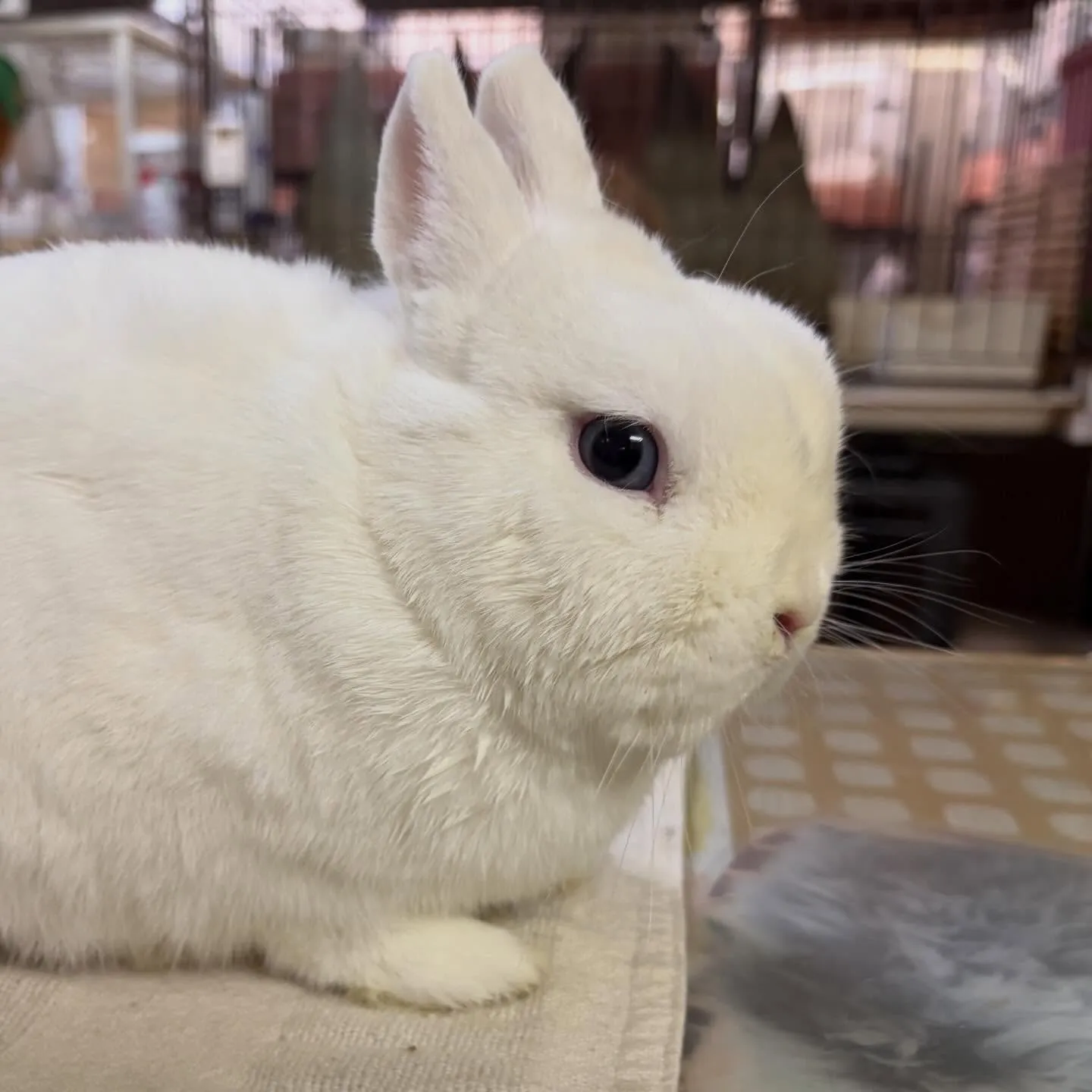 ⭐︎ブルーアイ⭐︎