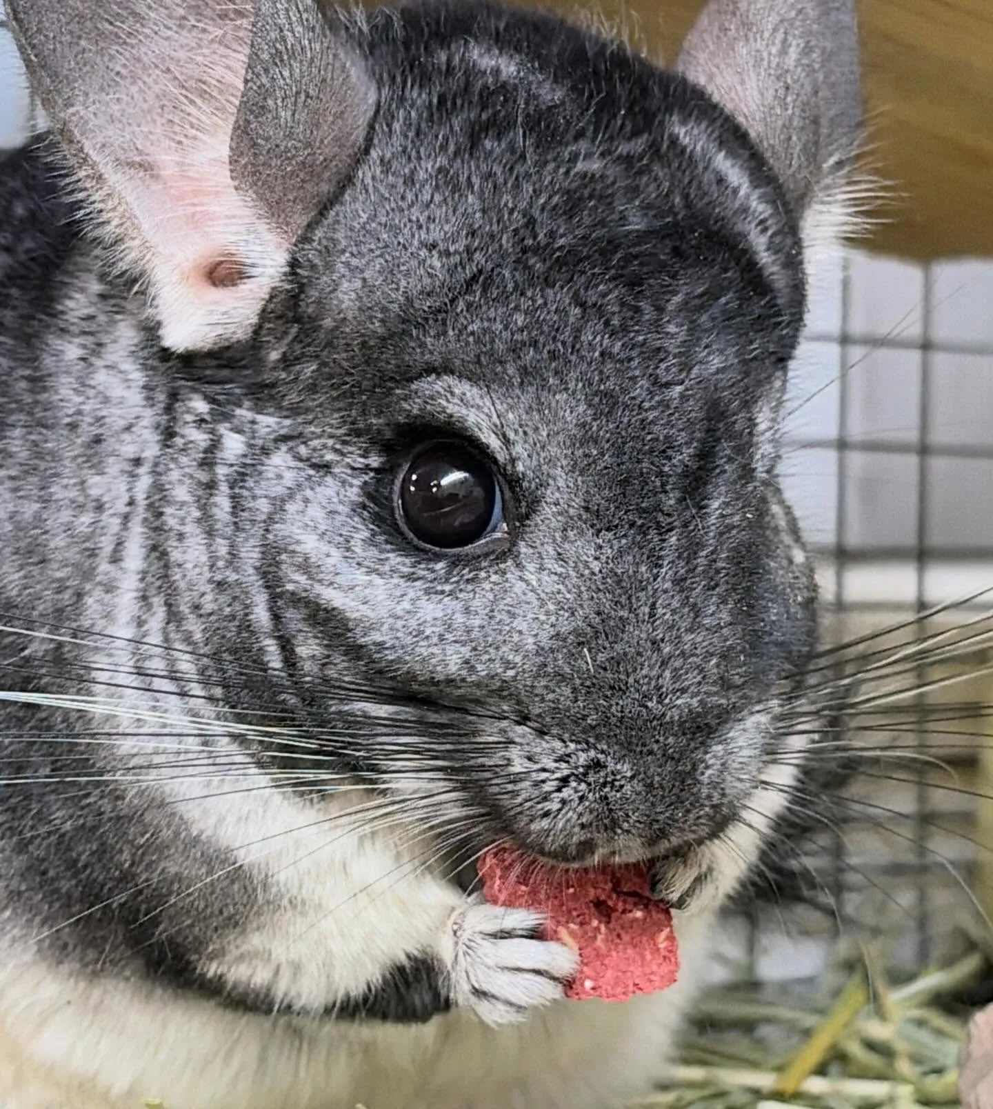 ⭐︎ちょい齧り⭐︎