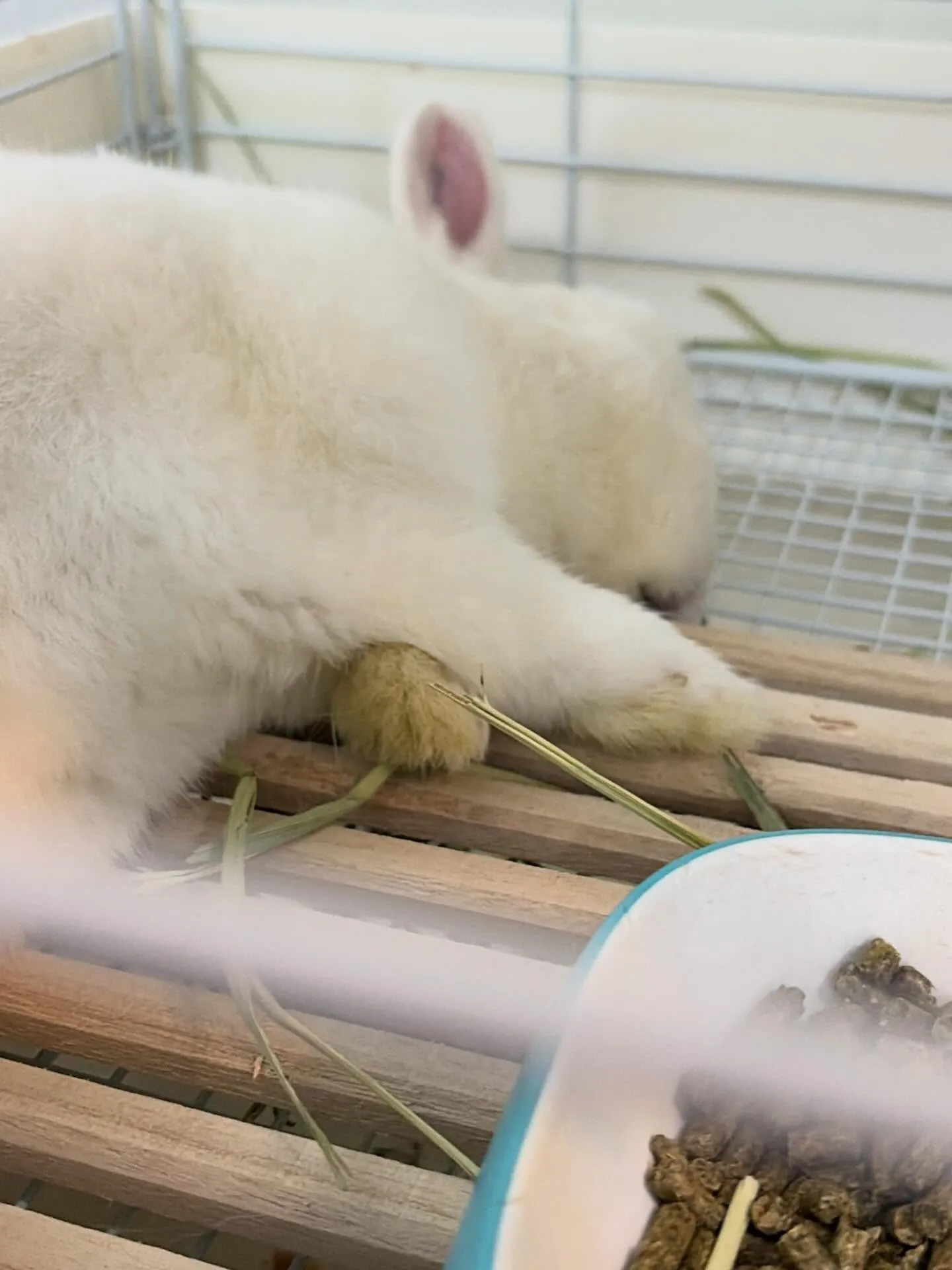 ⭐︎白うさぎ⭐︎