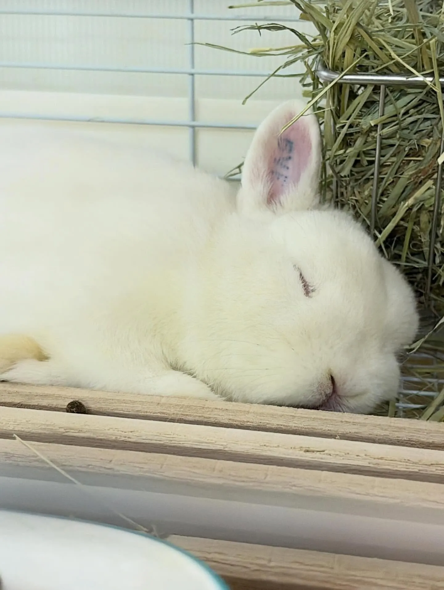 ⭐︎白うさぎ⭐︎