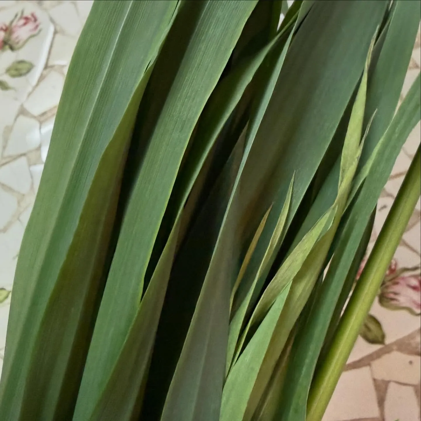 ⭐︎ラキテ葉っぱ⭐︎