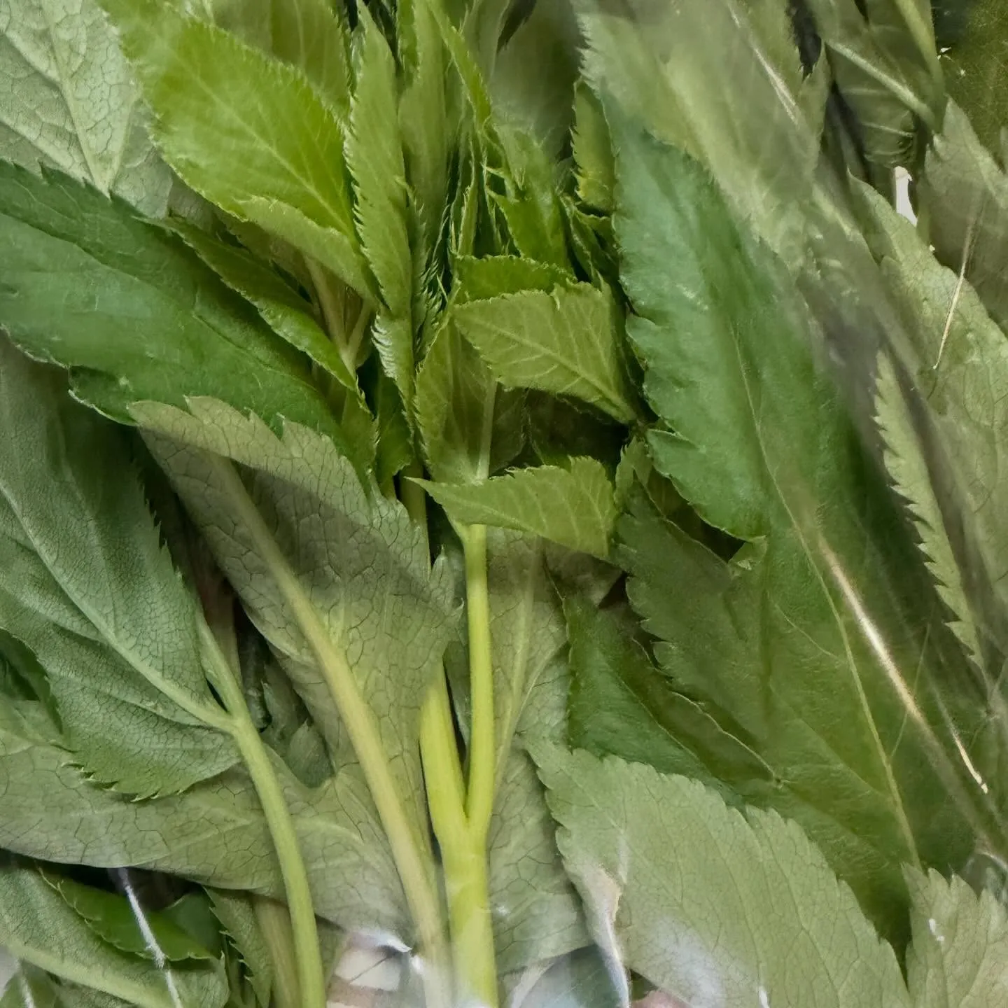 ⭐︎ラキテ葉っぱ⭐︎