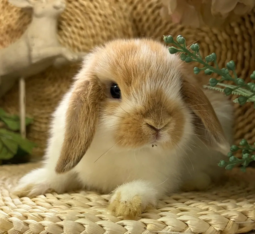 ブロークンオレンジ