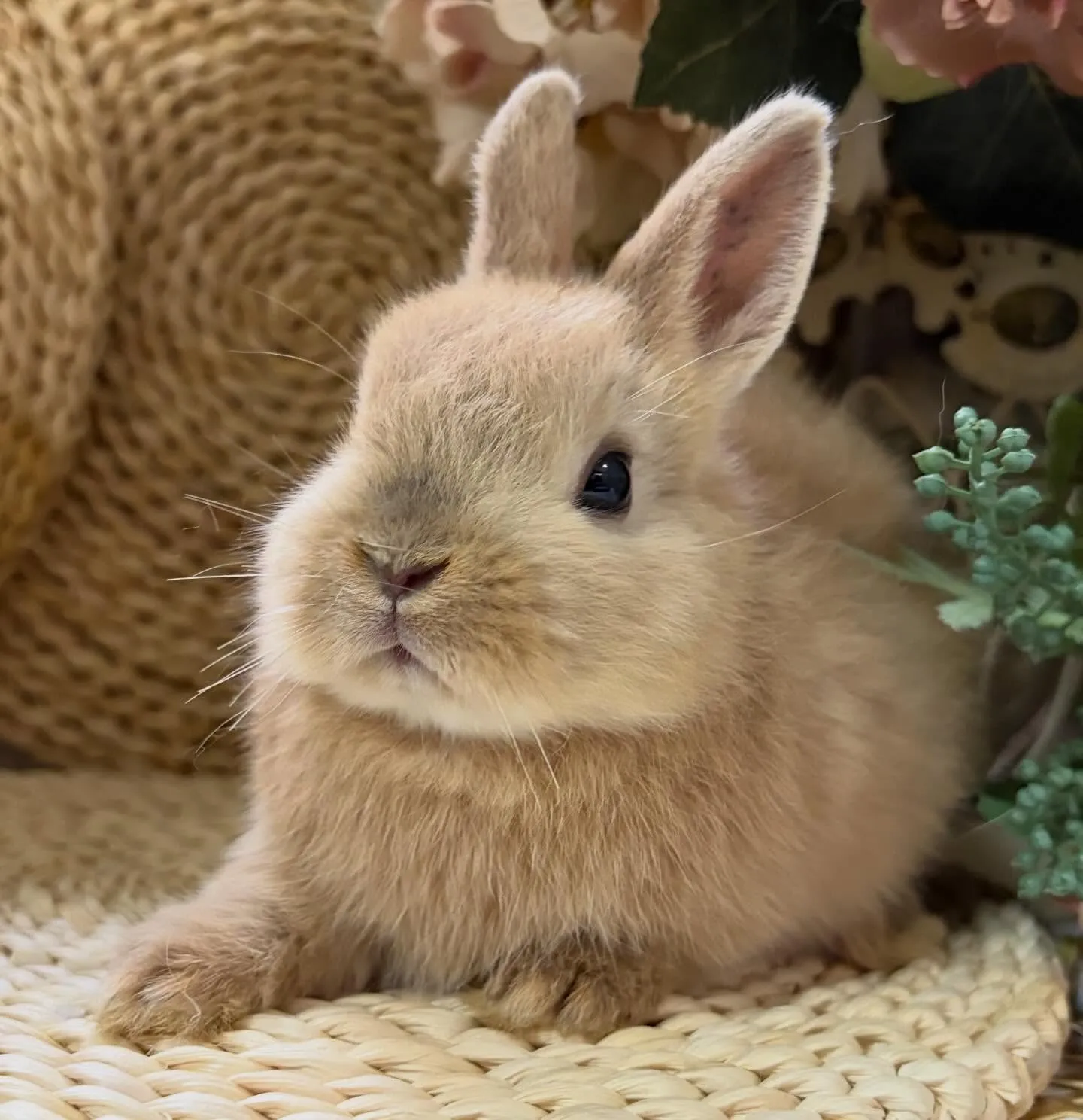 ⭐︎子うさぎ情報⭐︎