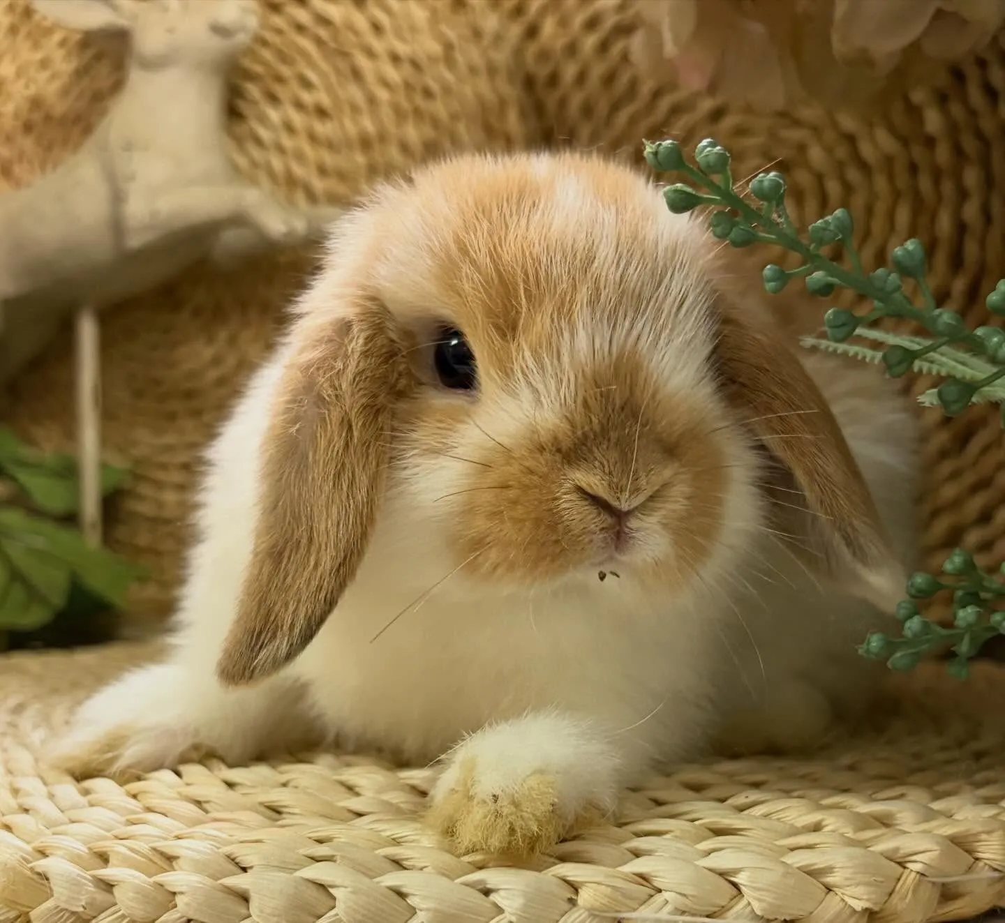 ⭐︎子うさぎ情報⭐︎