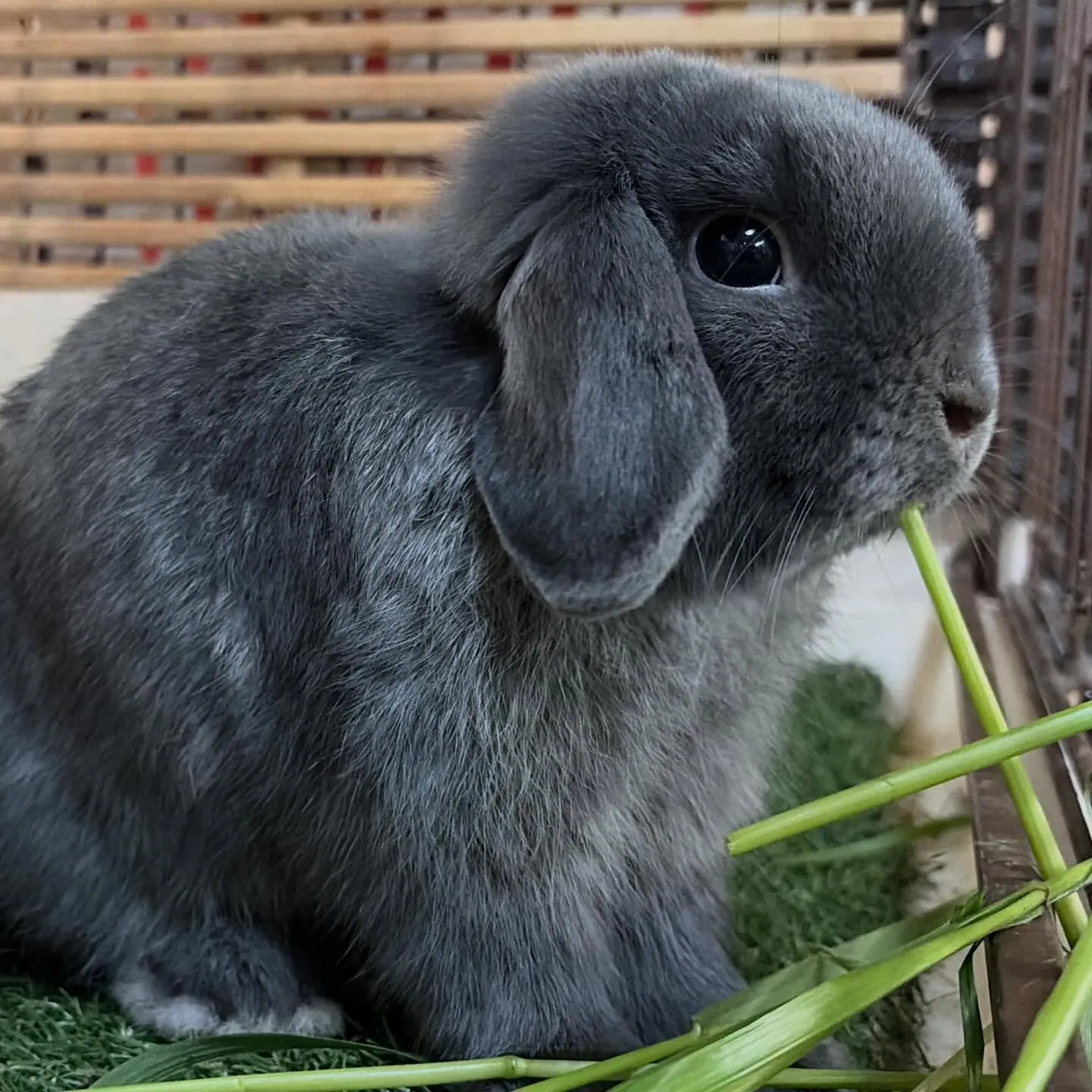 ⭐︎千葉県産⭐︎