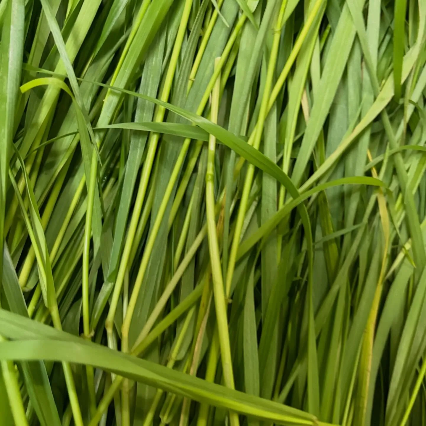 ⭐︎千葉県産⭐︎