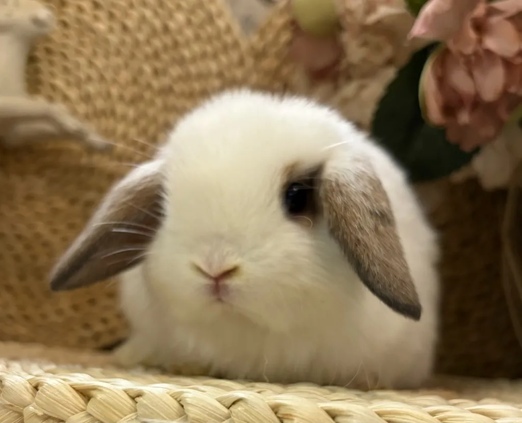 ブロークントート