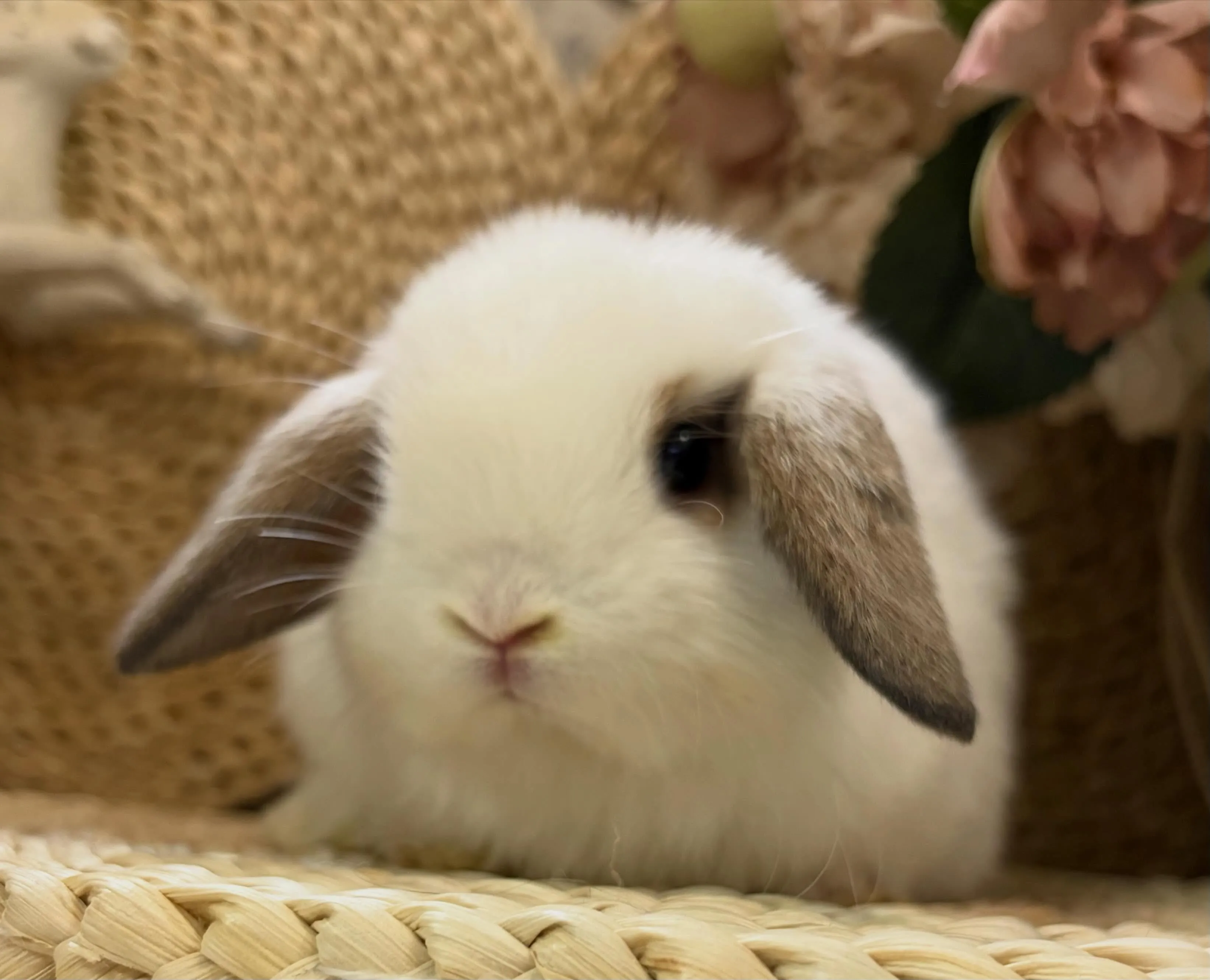 ✨子うさぎ情報⭐︎