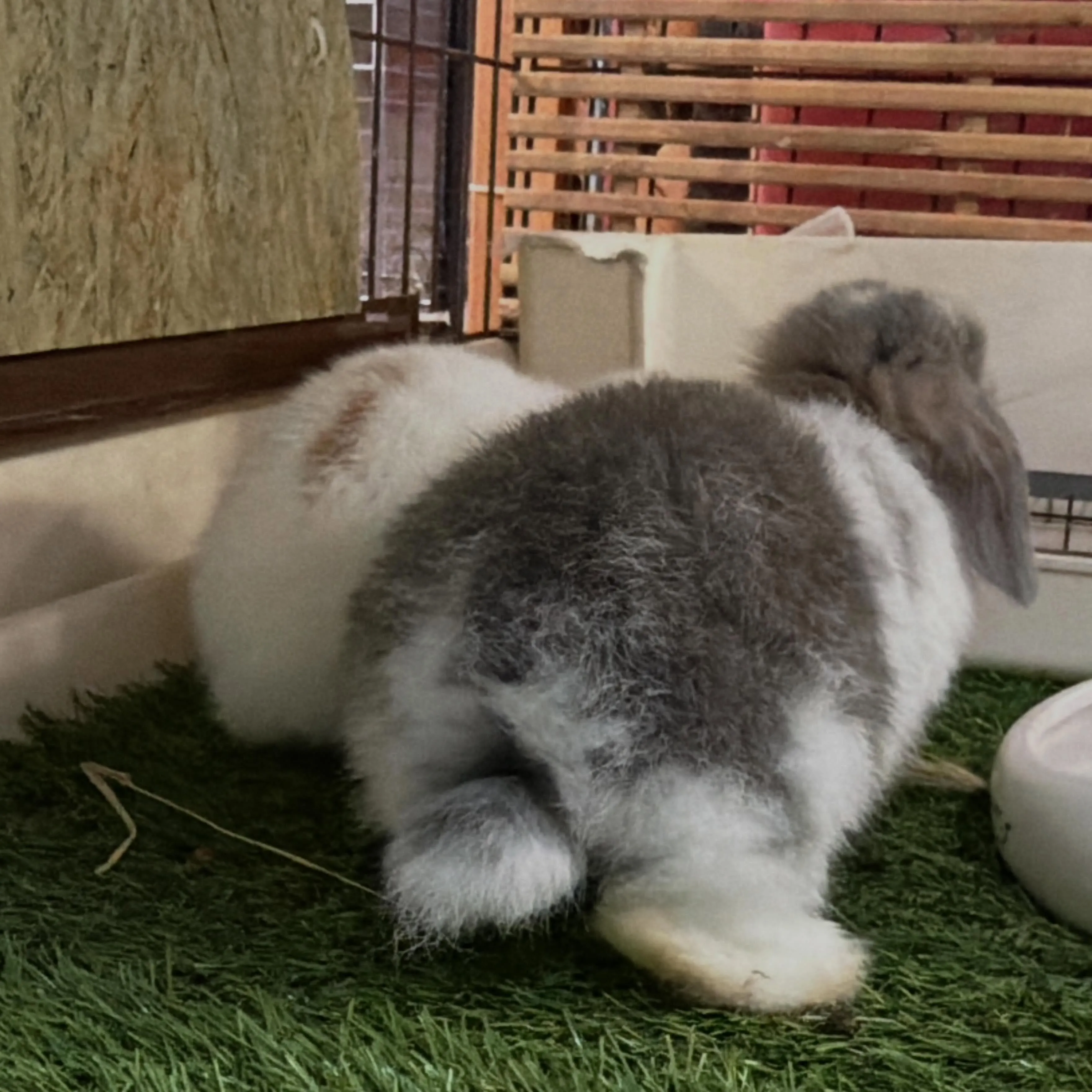 ⭐︎子うさぎ情報⭐︎