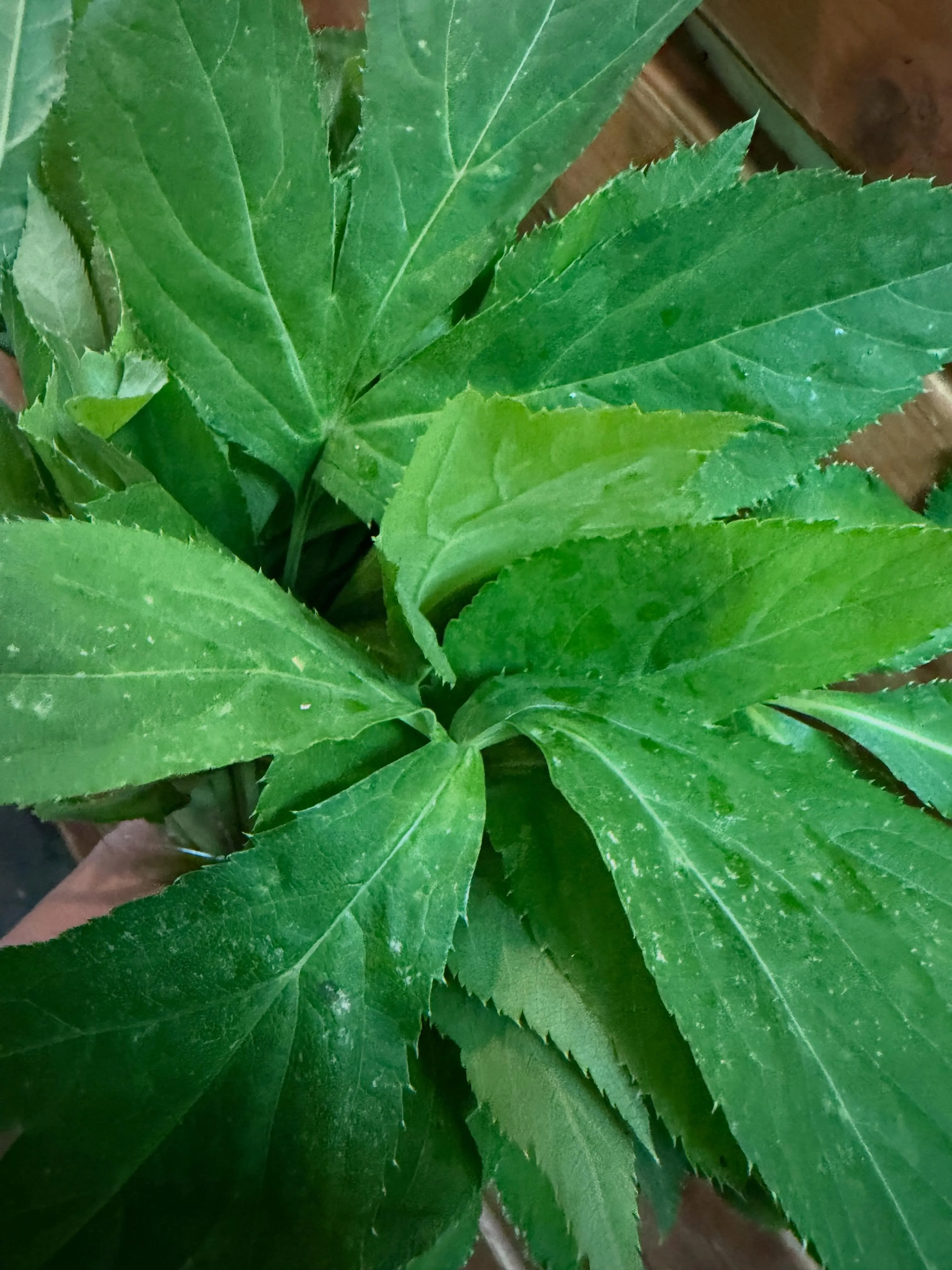 ⭐︎生葉っぱ⭐︎