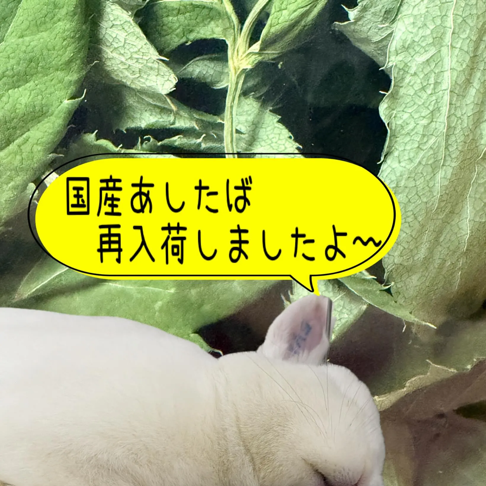 ⭐︎乾燥葉っぱおやつ⭐︎