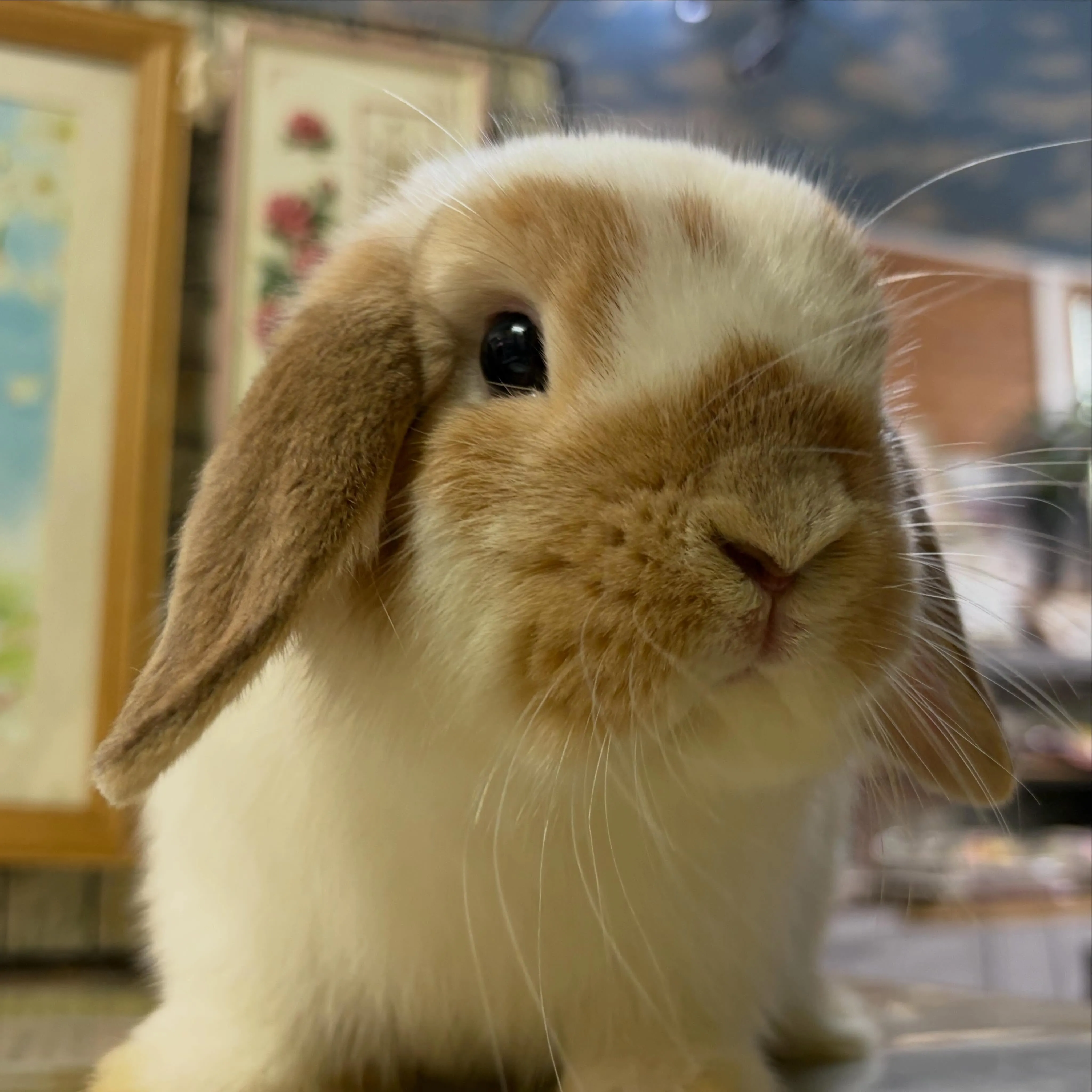 ⭐︎ぶち模様⭐︎