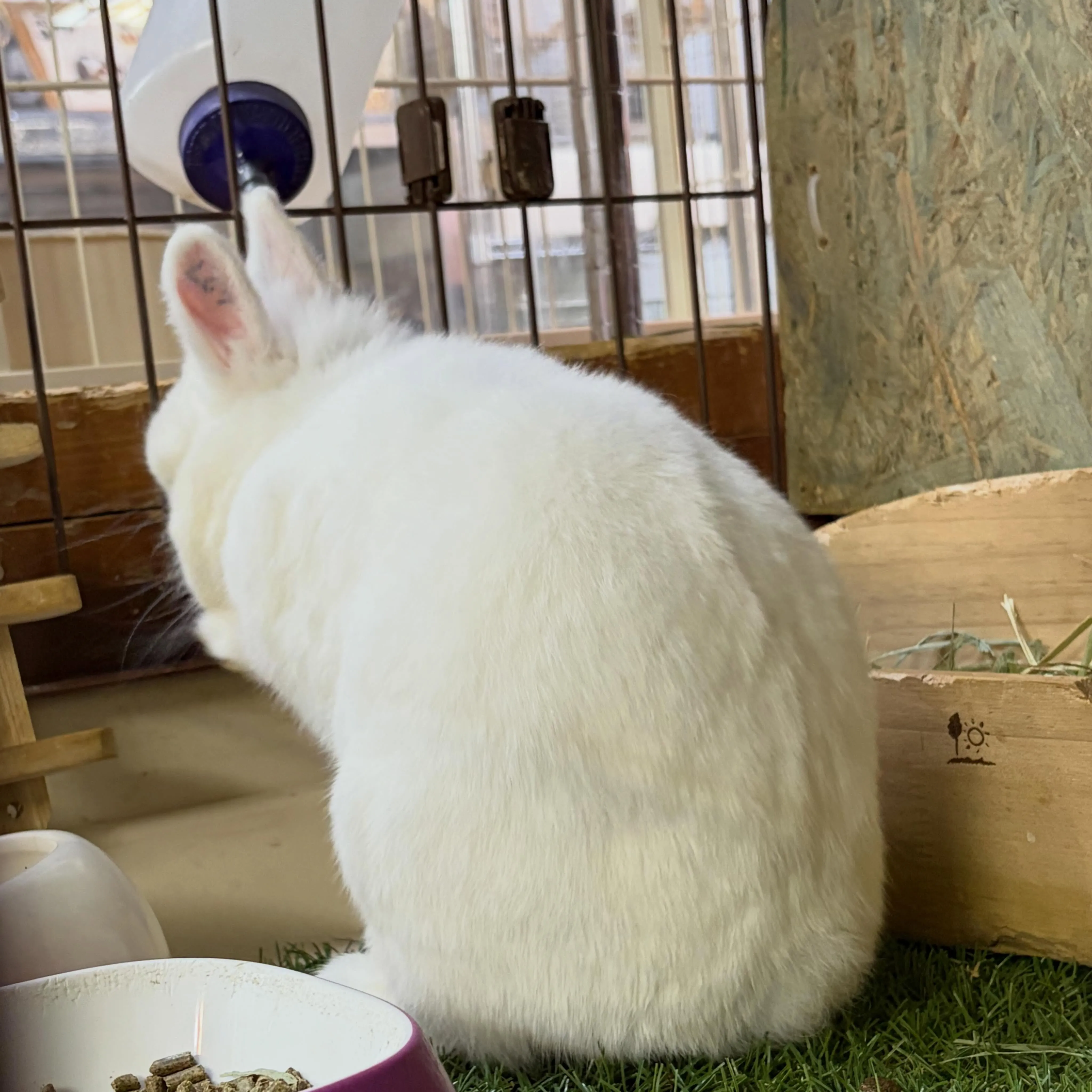 ⭐︎かぶらパパ⭐︎