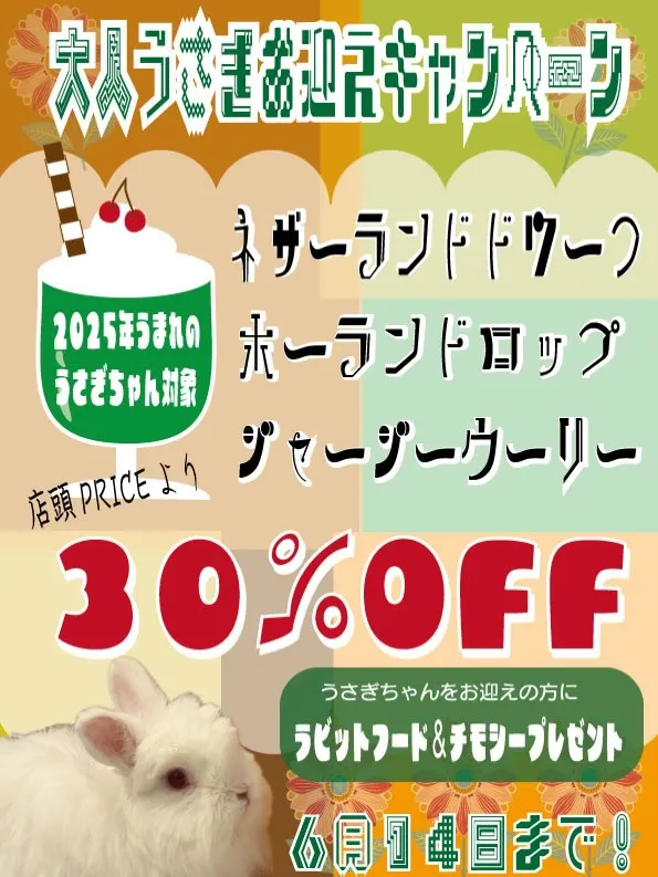 ⭐︎うさぎちゃんお迎えキャンペーン⭐︎