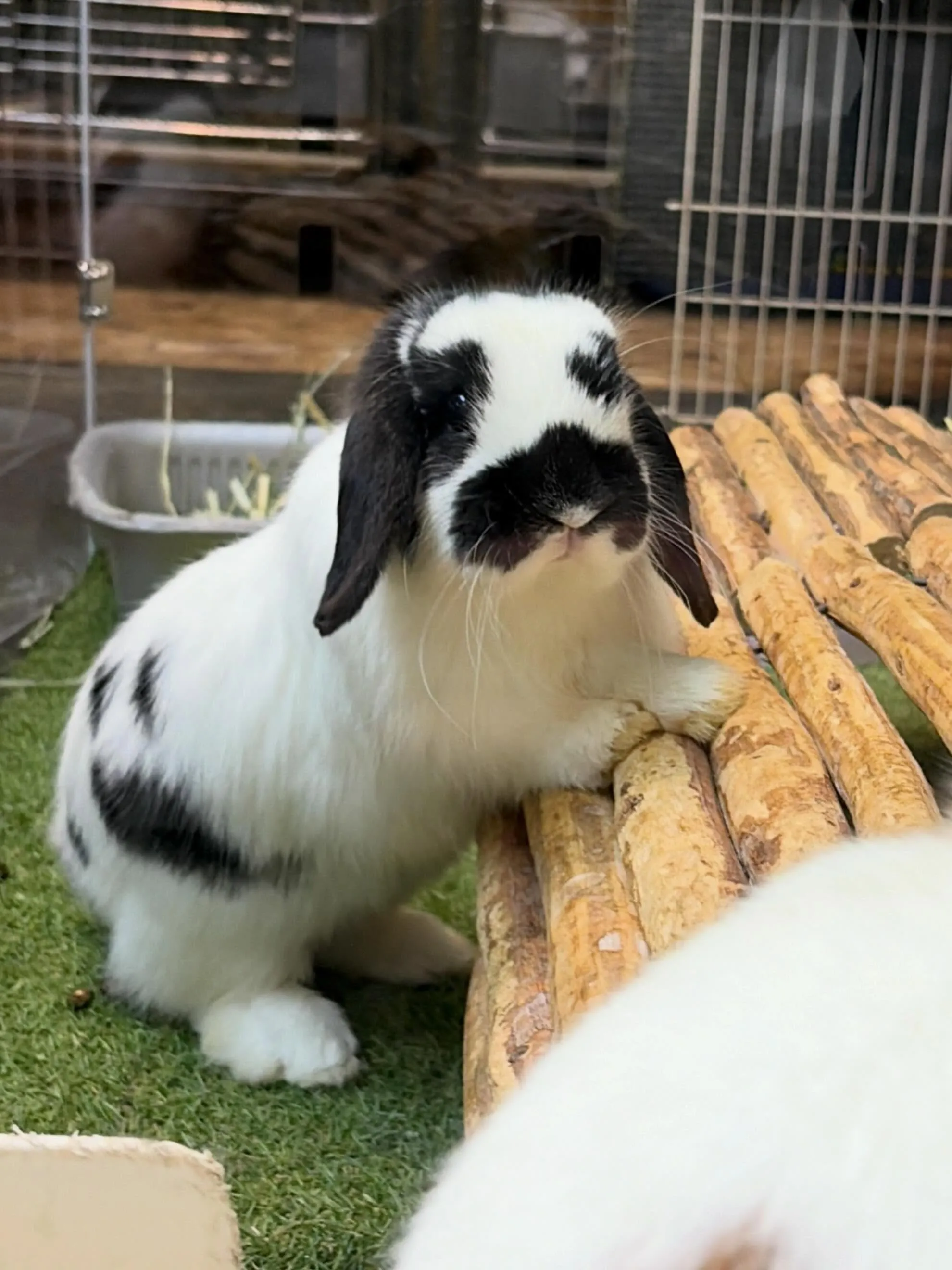 ⭐︎うさぎちゃんお迎えキャンペーン⭐︎