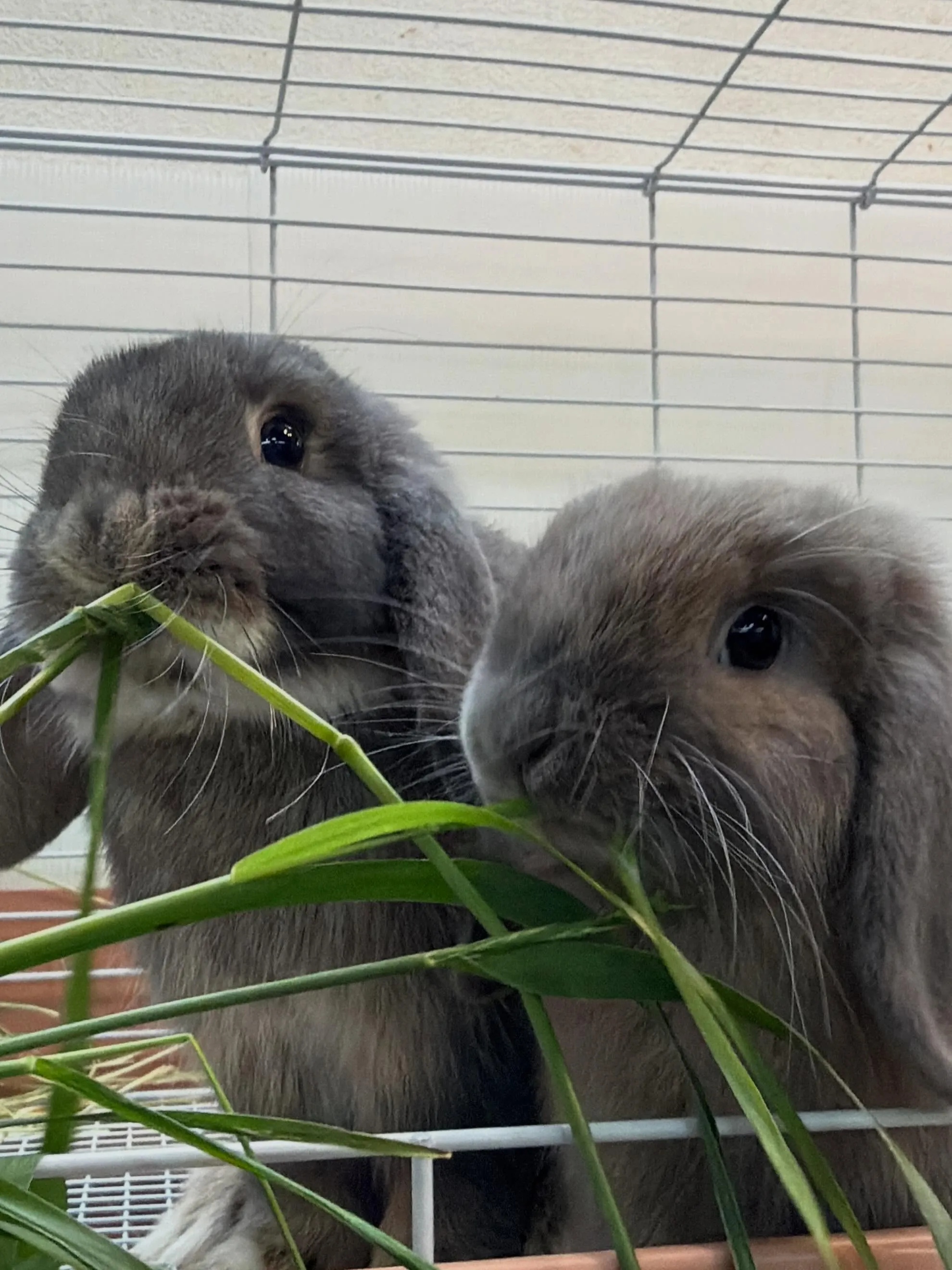 ⭐︎生牧草⭐︎