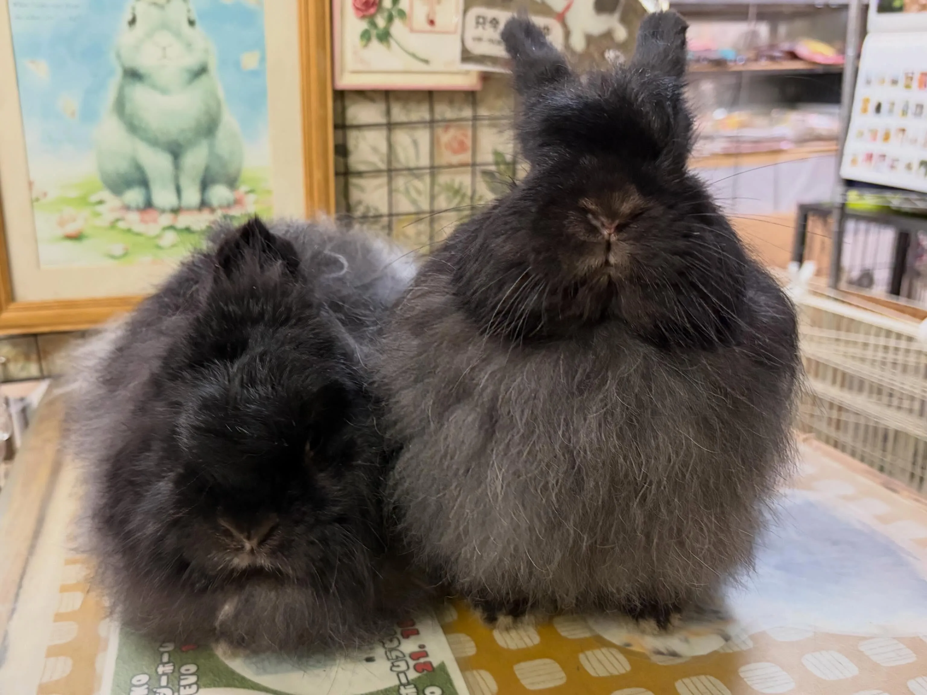 ⭐︎ジャージー親子⭐︎