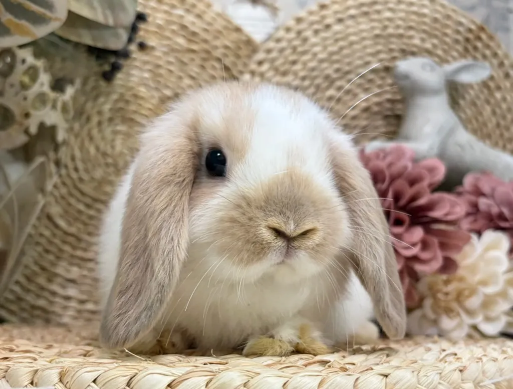ブロークンリンクス