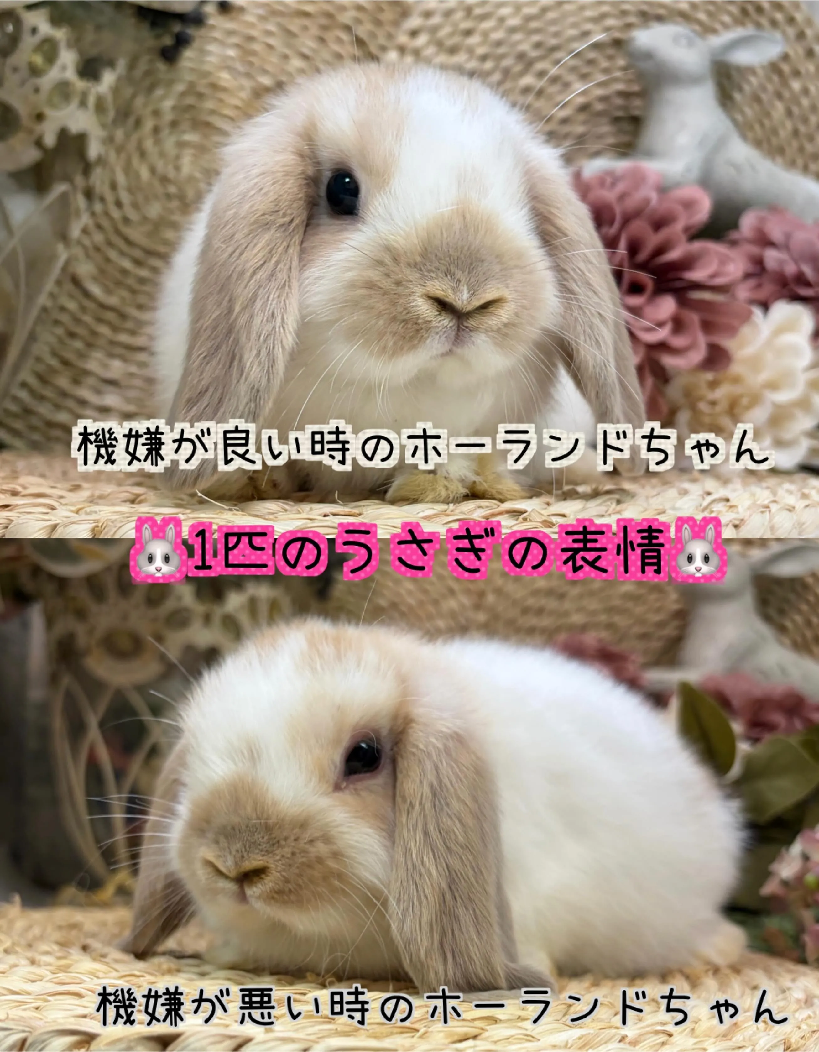 ⭐︎同じうさぎ⭐︎