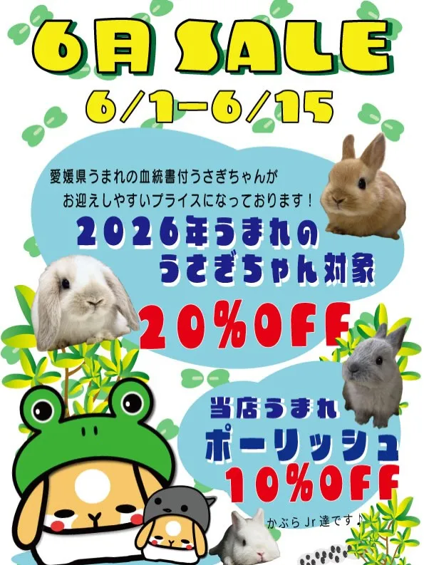 ⭐︎うさぎちゃんお迎えキャンペーン⭐︎